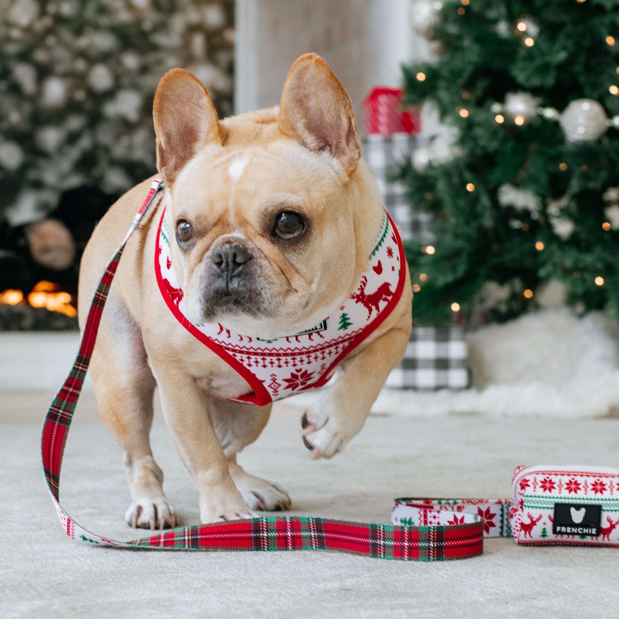 Frenchie Duo Reversible Harness - Tis The Season