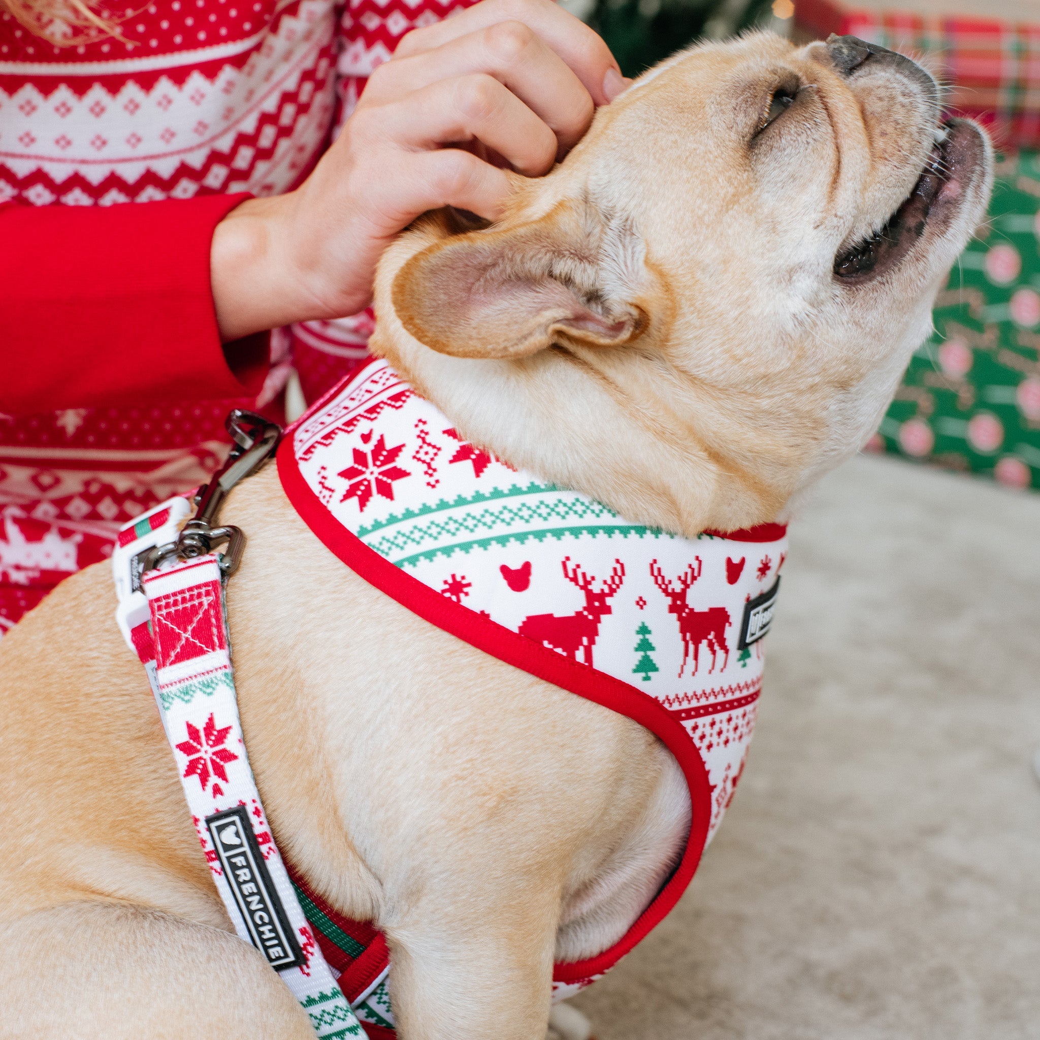 Frenchie Duo Reversible Harness - Tis The Season