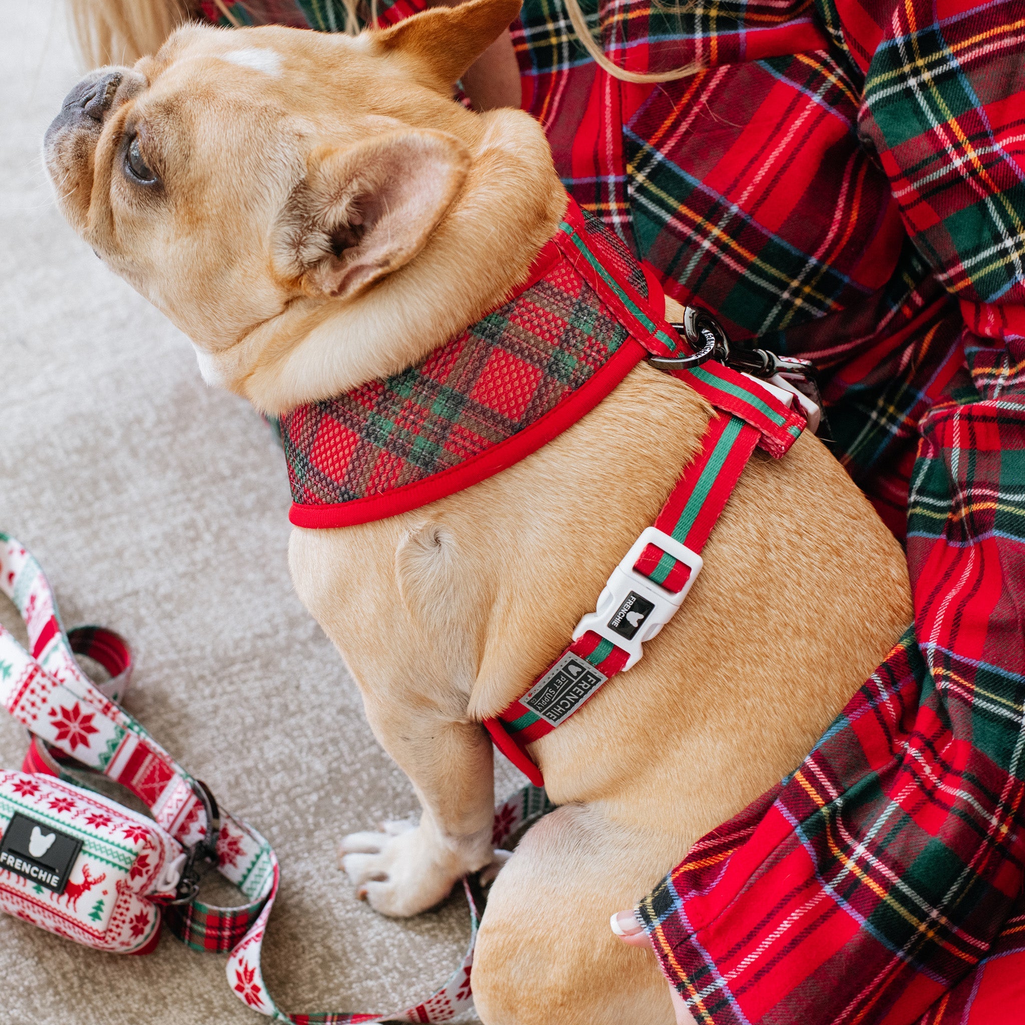 Frenchie Duo Reversible Harness - Tis The Season