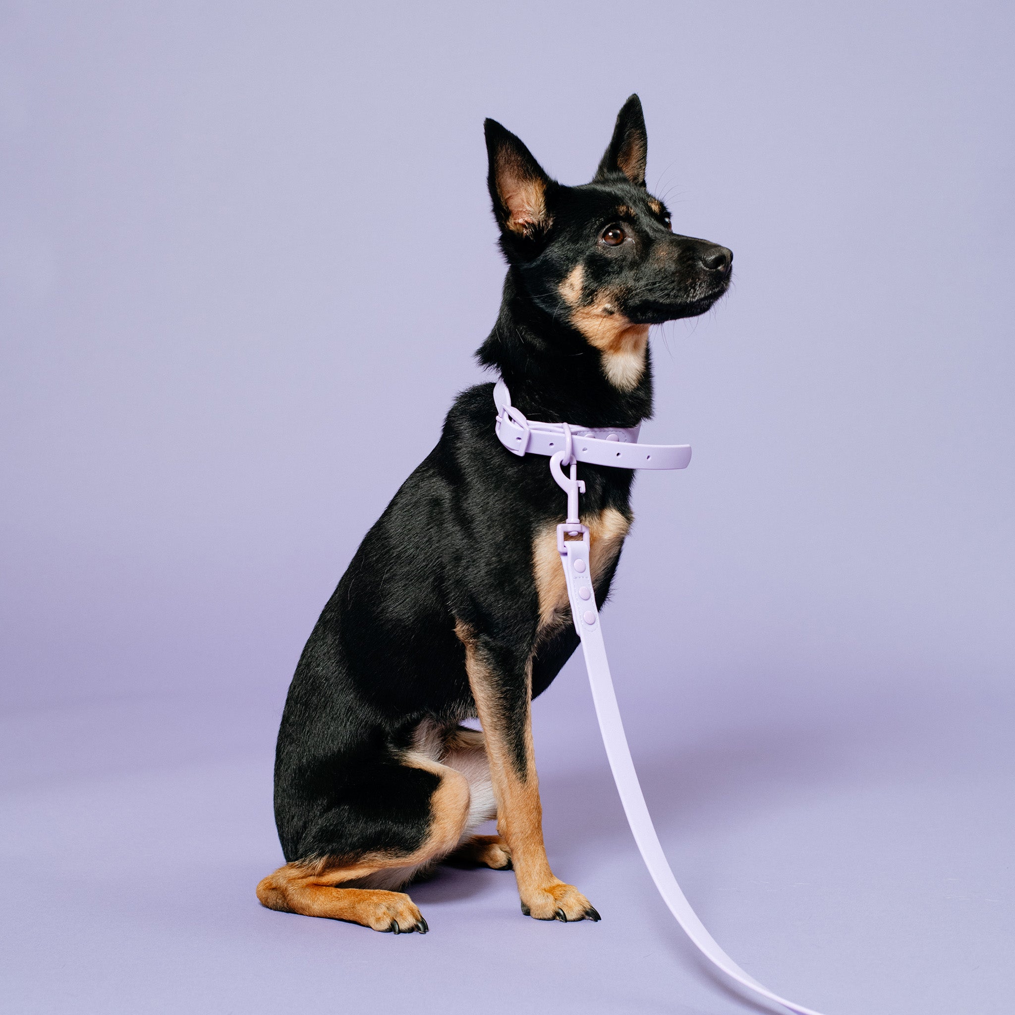 Frenchie Waterproof Collar - Violet