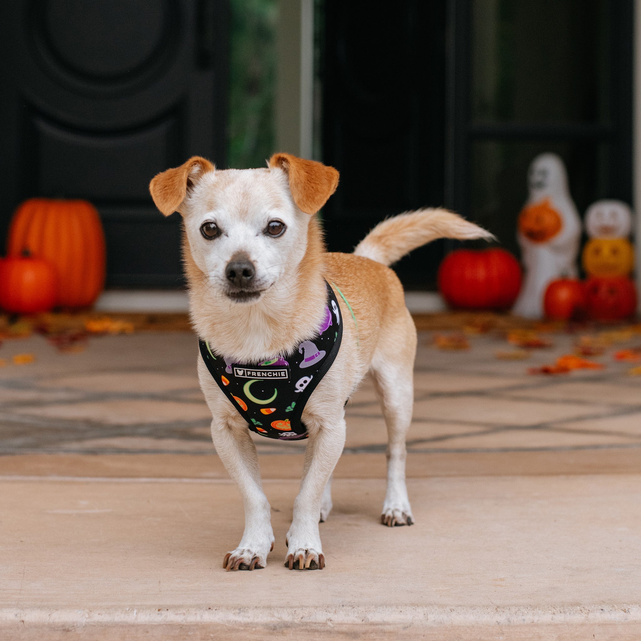 Frenchie Duo Reversible Harness - Witches Brew (Black)