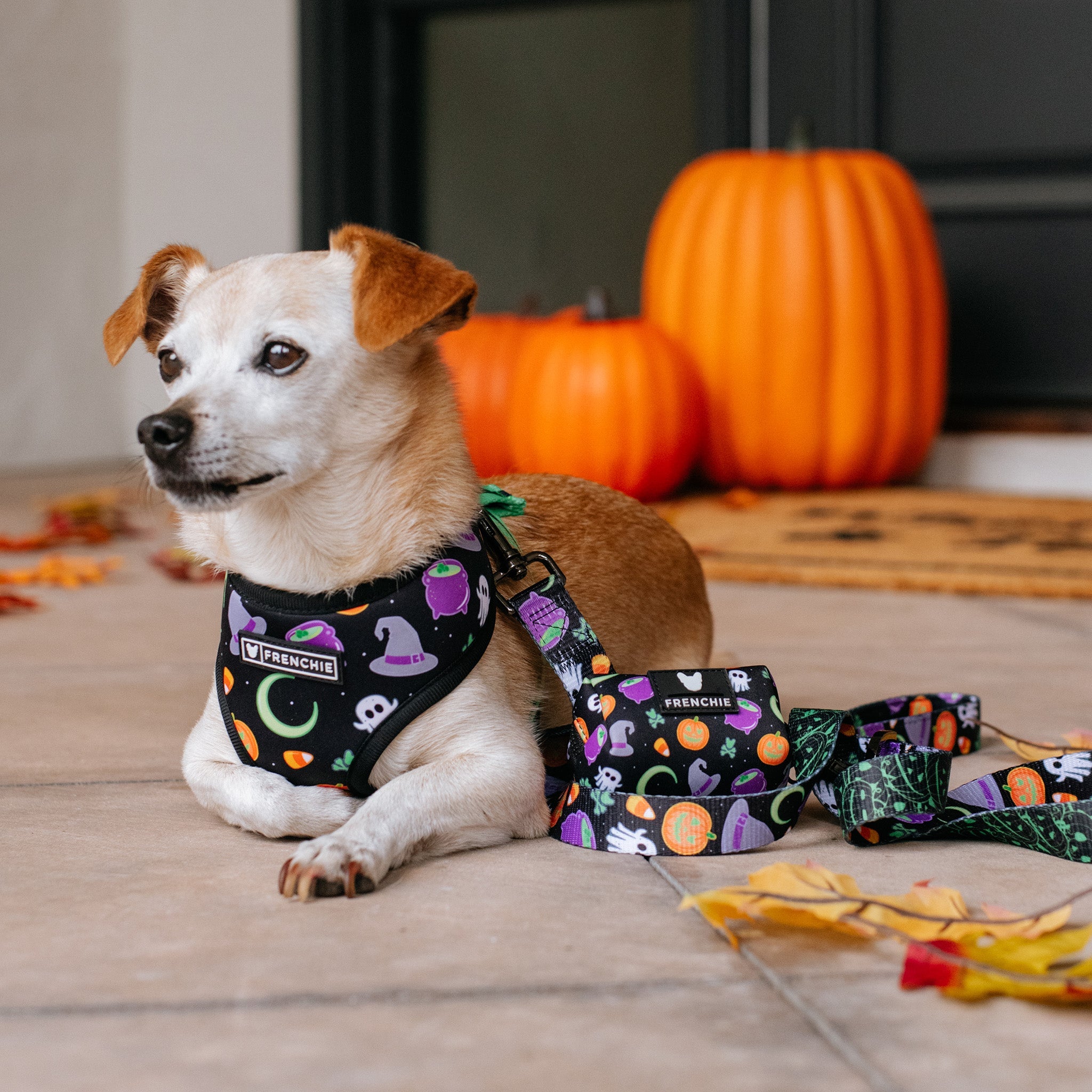Frenchie Duo Reversible Harness - Witches Brew (Black)
