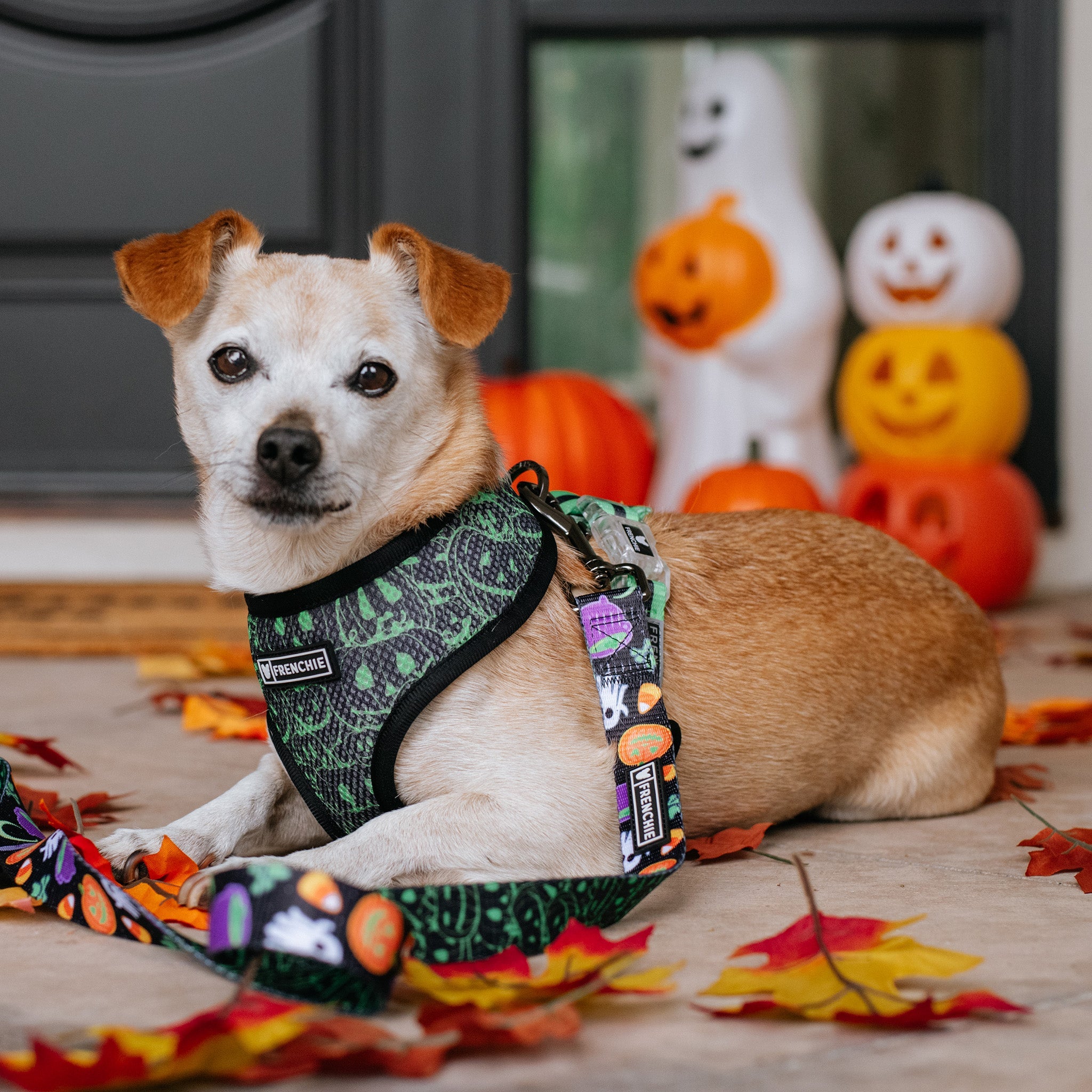 Frenchie Duo Reversible Harness - Witches Brew (Black)