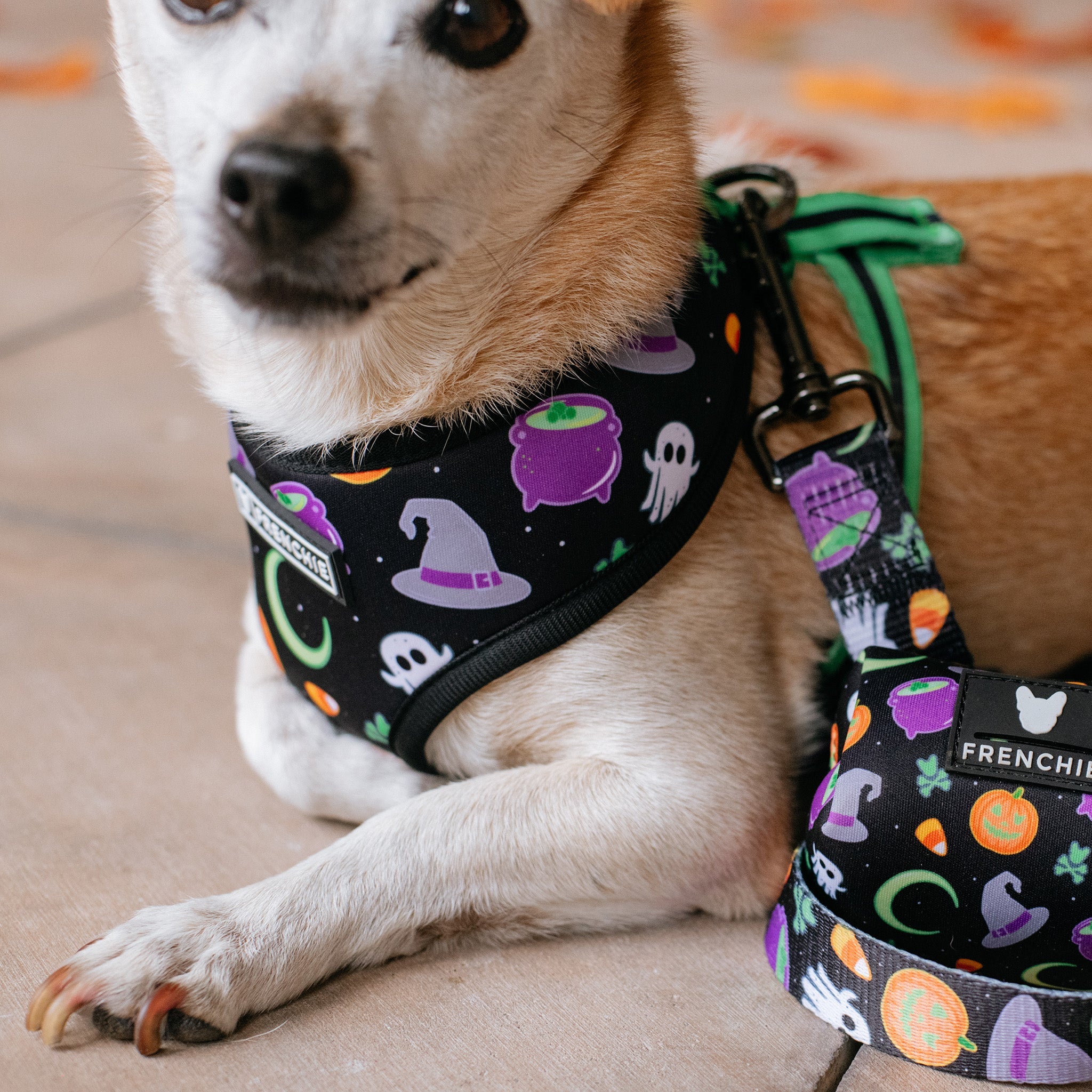 Frenchie Duo Reversible Harness - Witches Brew (Black)