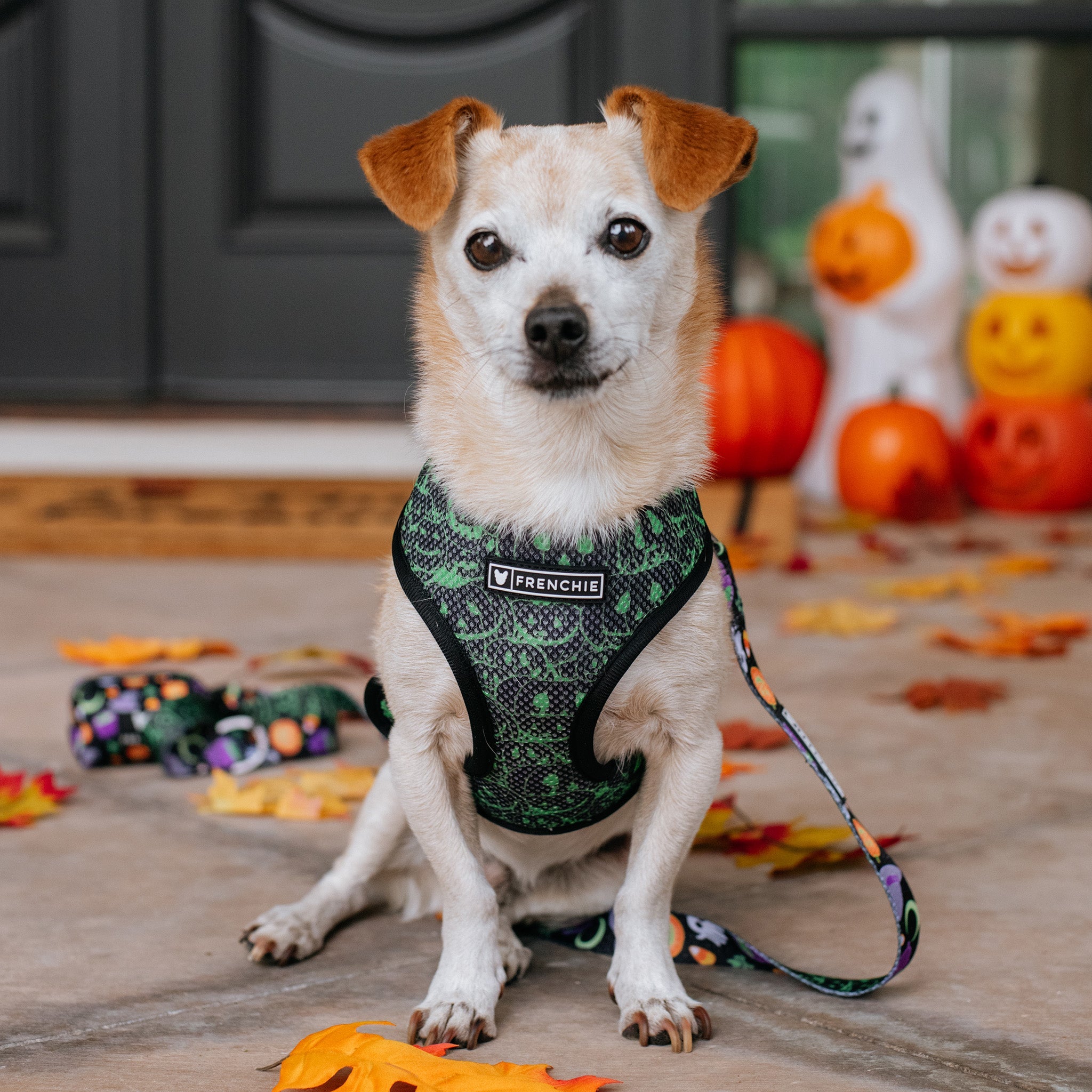 Frenchie Duo Reversible Harness - Witches Brew (Black)