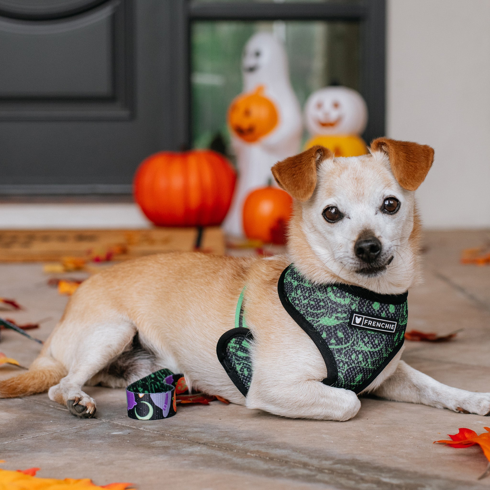 Frenchie Duo Reversible Harness - Witches Brew (Black)