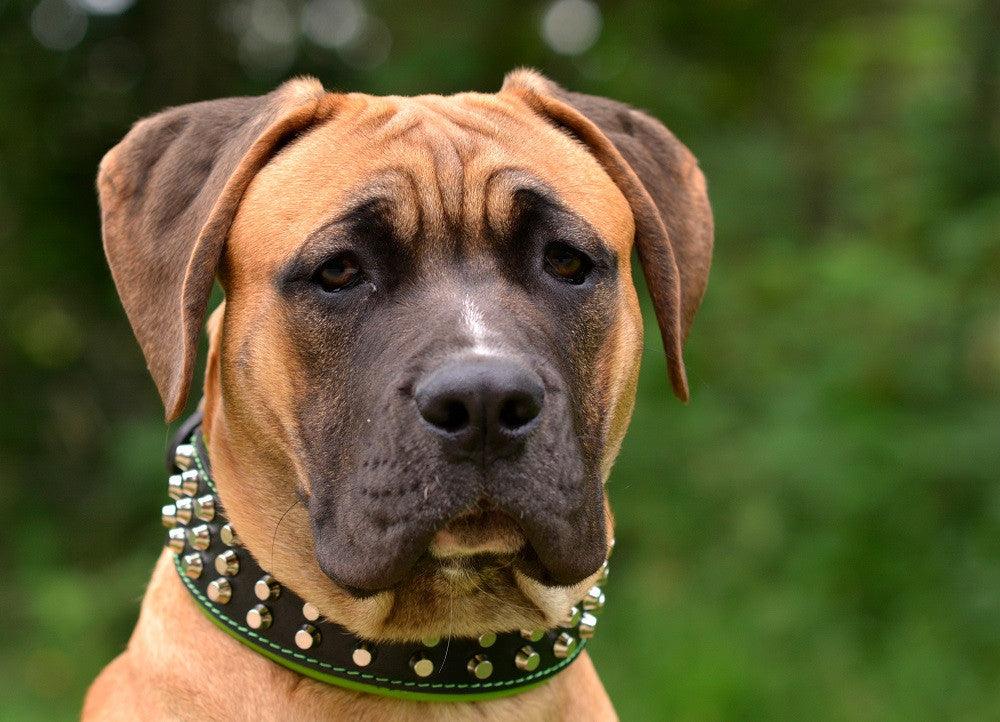 Bestia Stud Leather Dog Collar