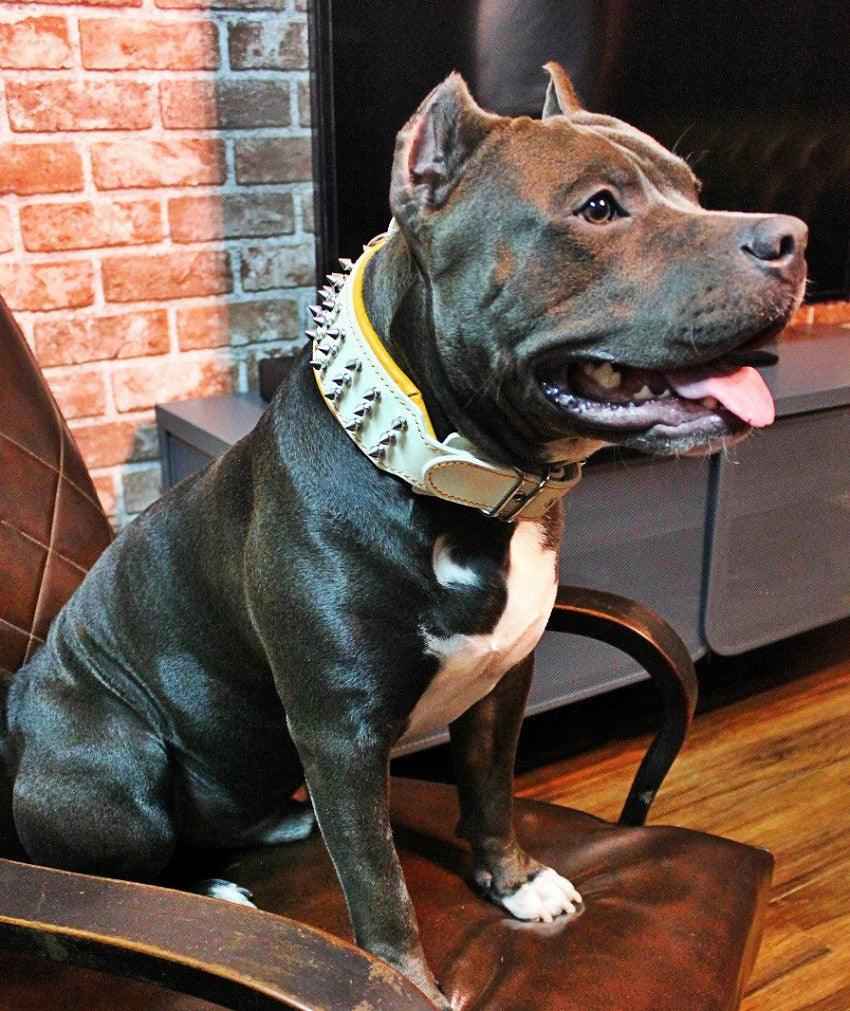 Bestia Silver Giant White Leather Dog Collar
