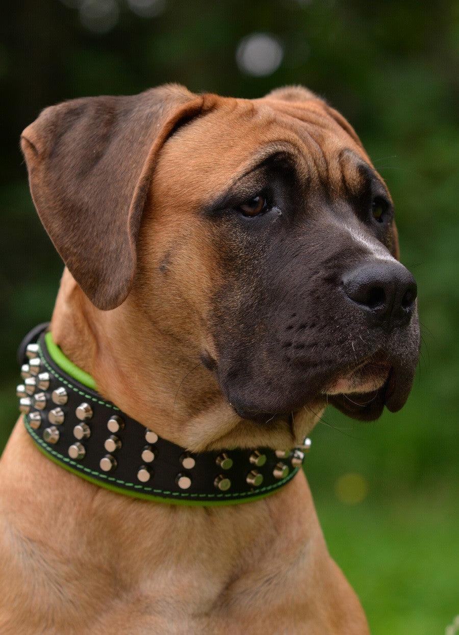 Bestia Stud Leather Dog Collar