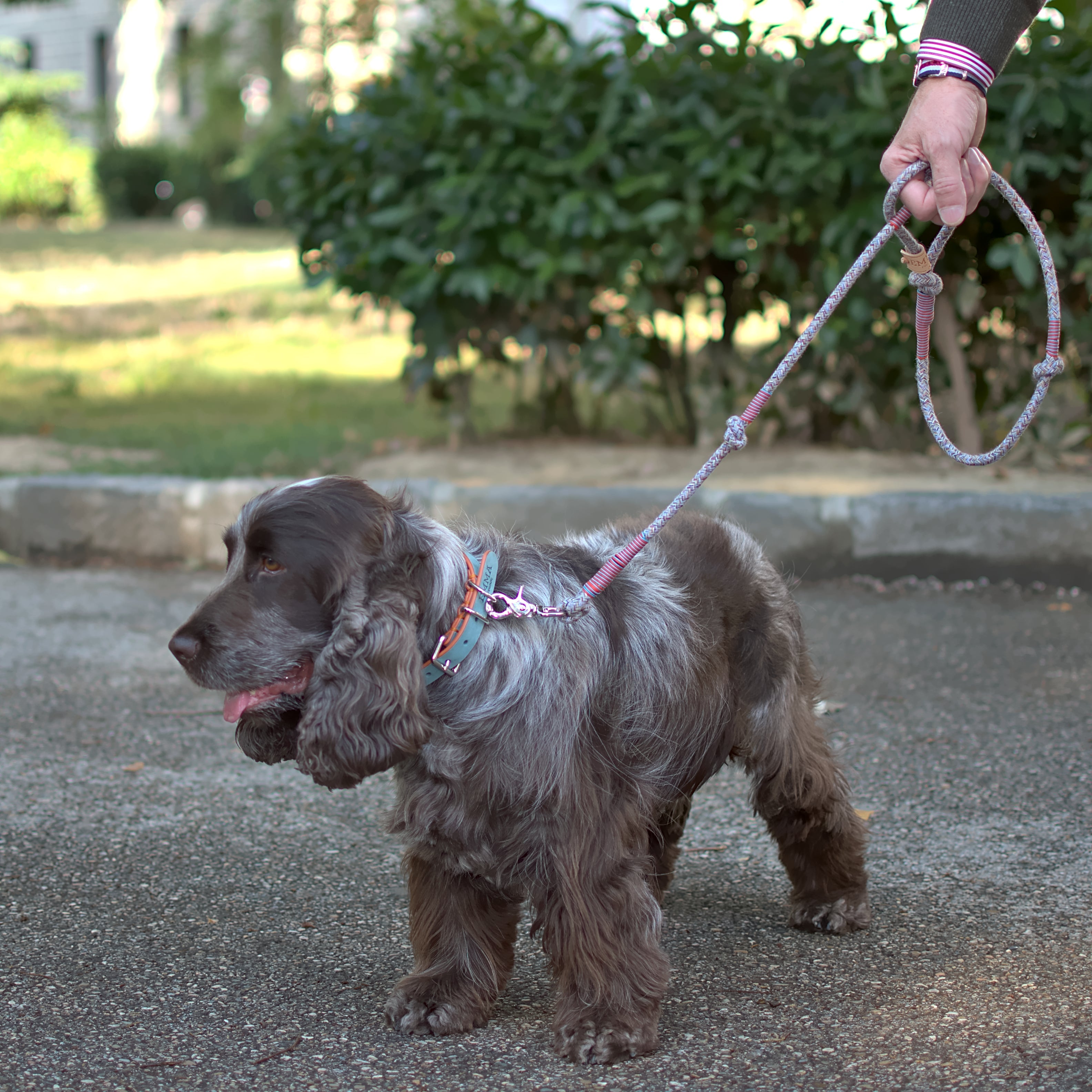 Gentleman Multicolor-Leash