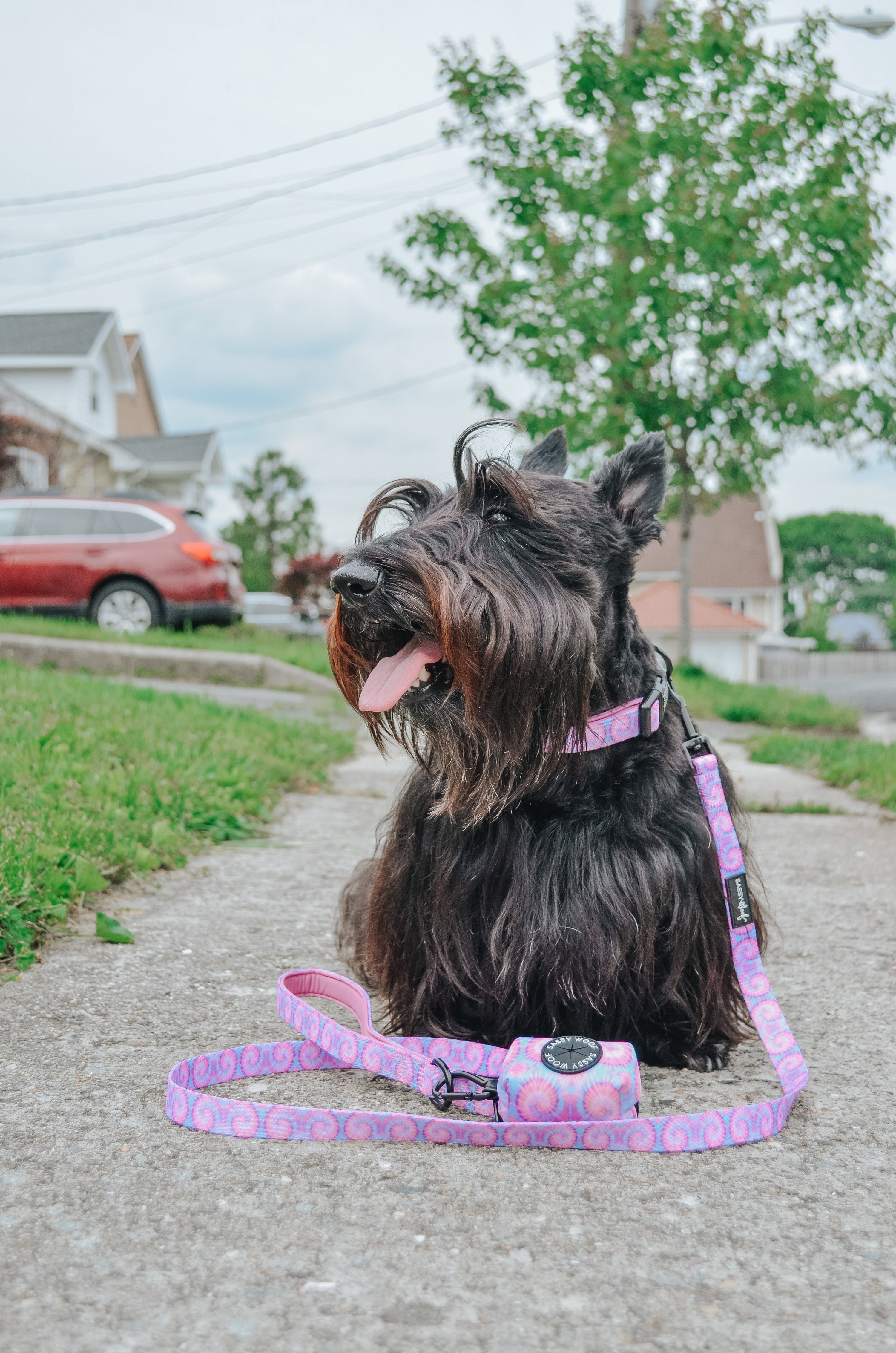 Dog Collar - Purple Haze