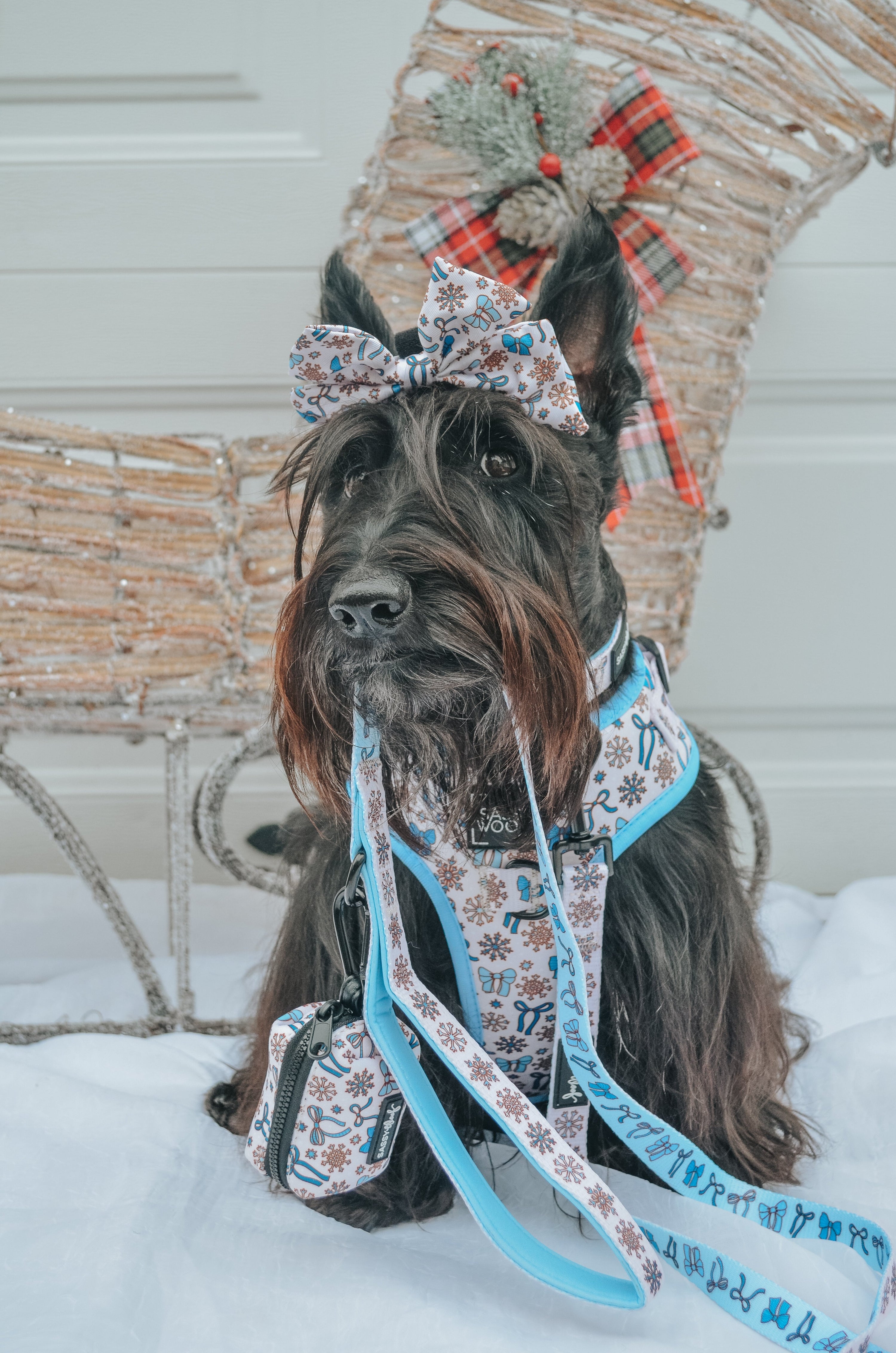 Dog Collar - Let it Bow