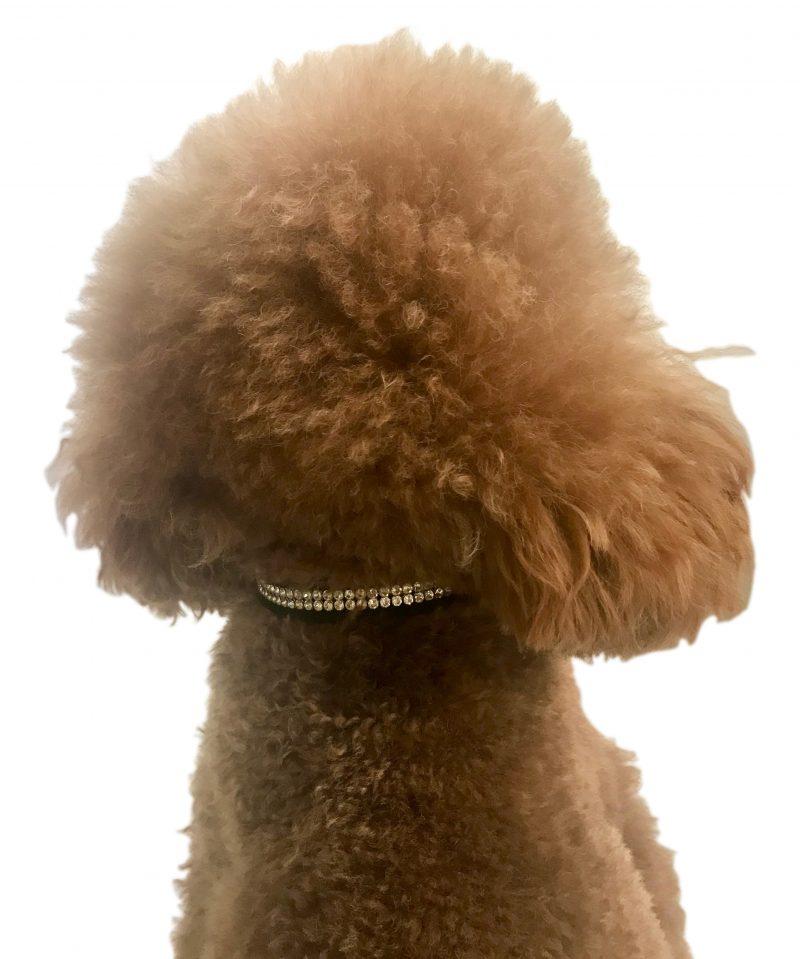 Glamour Girl Ultrasuede Collar w/ Swarovski Crystal, Black