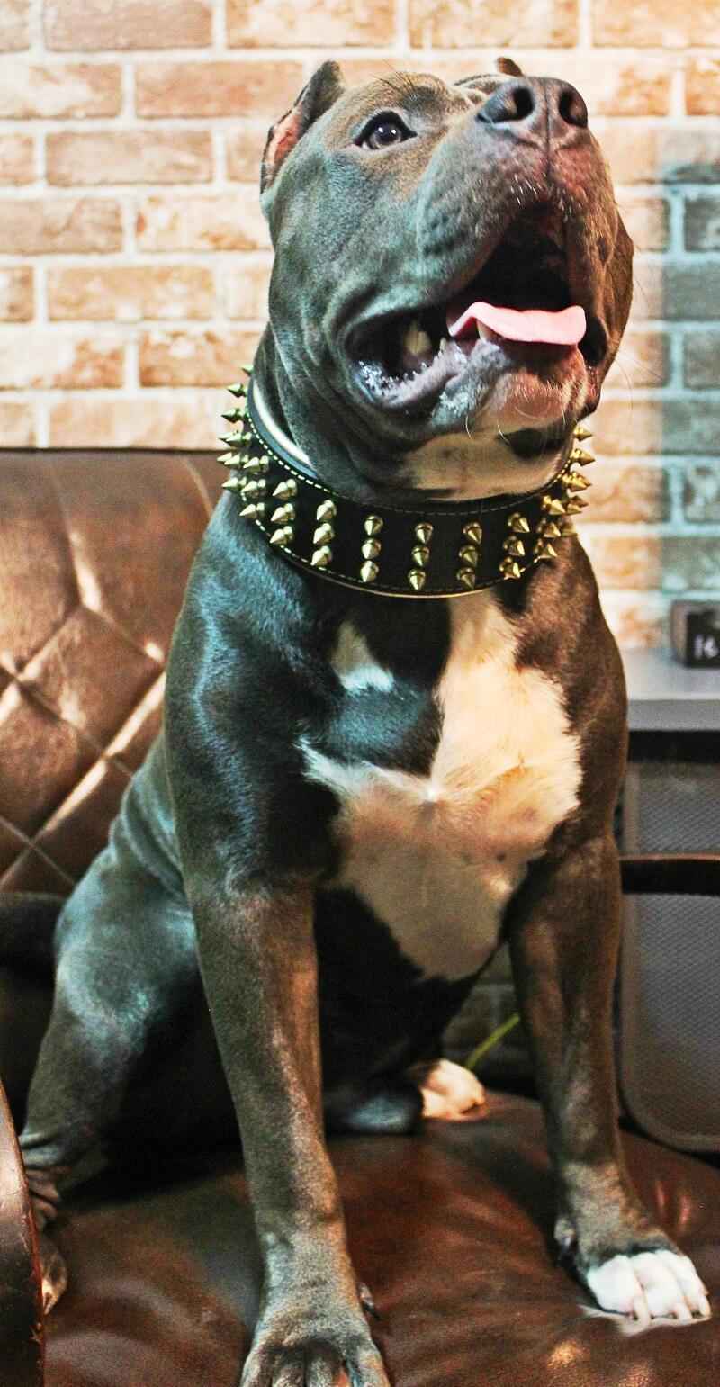 Bestia Gold Giant Leather Dog Collar