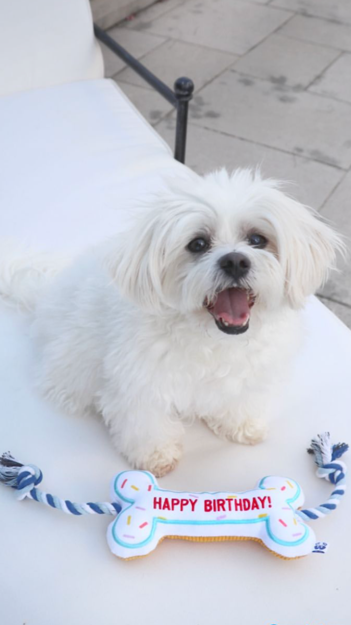 Pawty Birthday Bone Plush Dog Toy