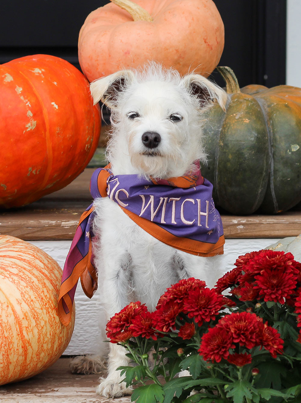 Basic Witch Bandana - HT Animal Supply