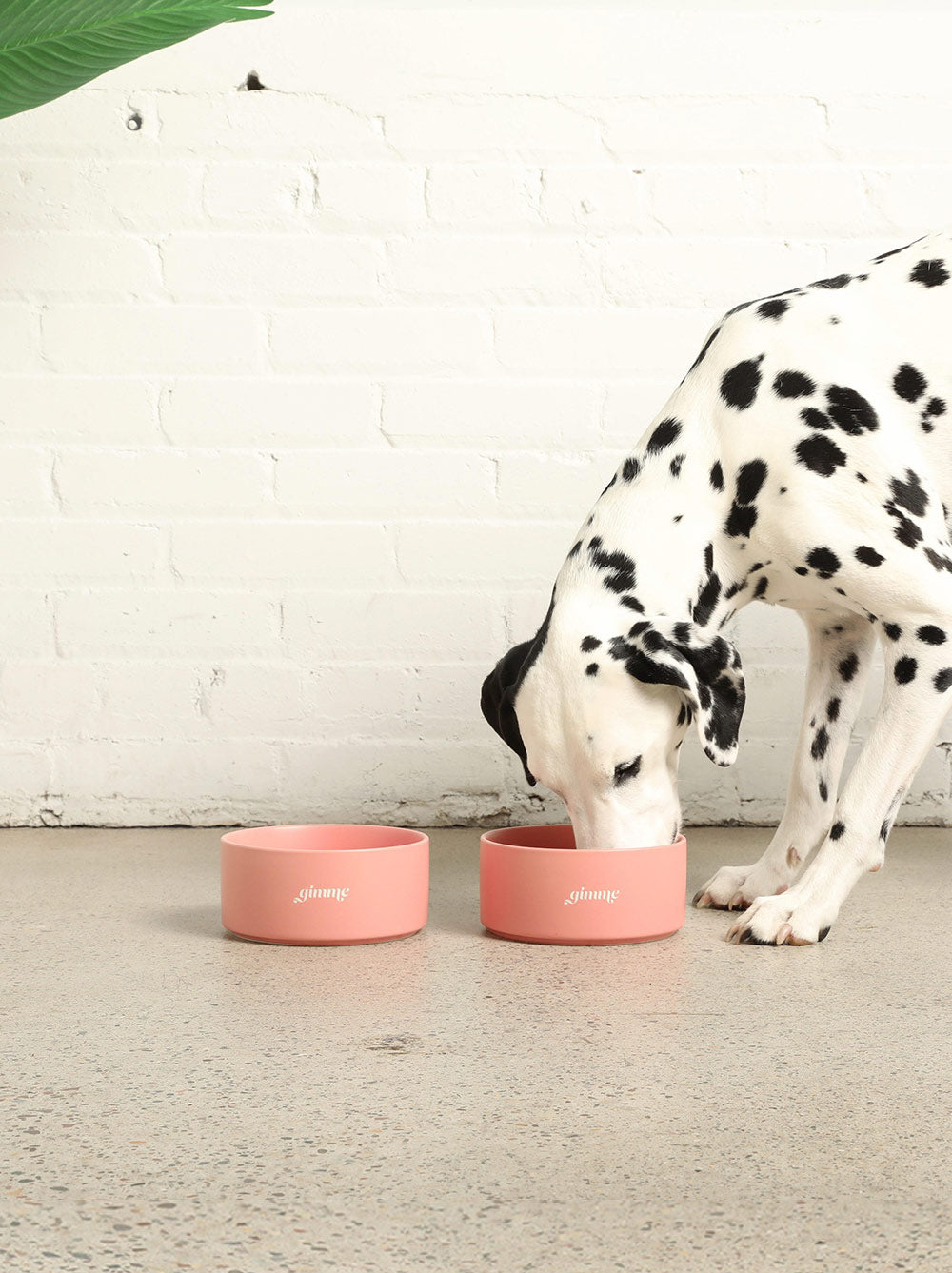 Ceramic Dog Bowl