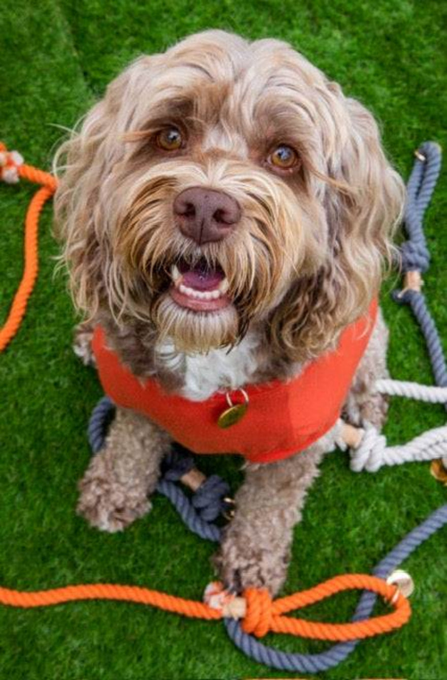 Glow Pups: Orange Boho Chic Cotton Rope Dog Leash