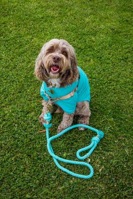 Glow Pups: Turquoise Boho Chic Cotton Rope Dog Leash