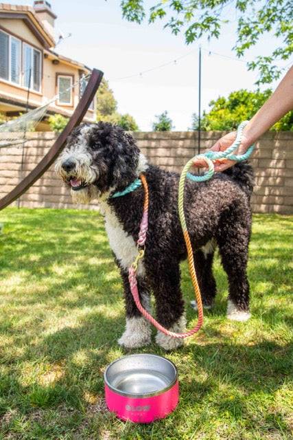 Glow Pups: Rainbow Tie Dye Dog Leash