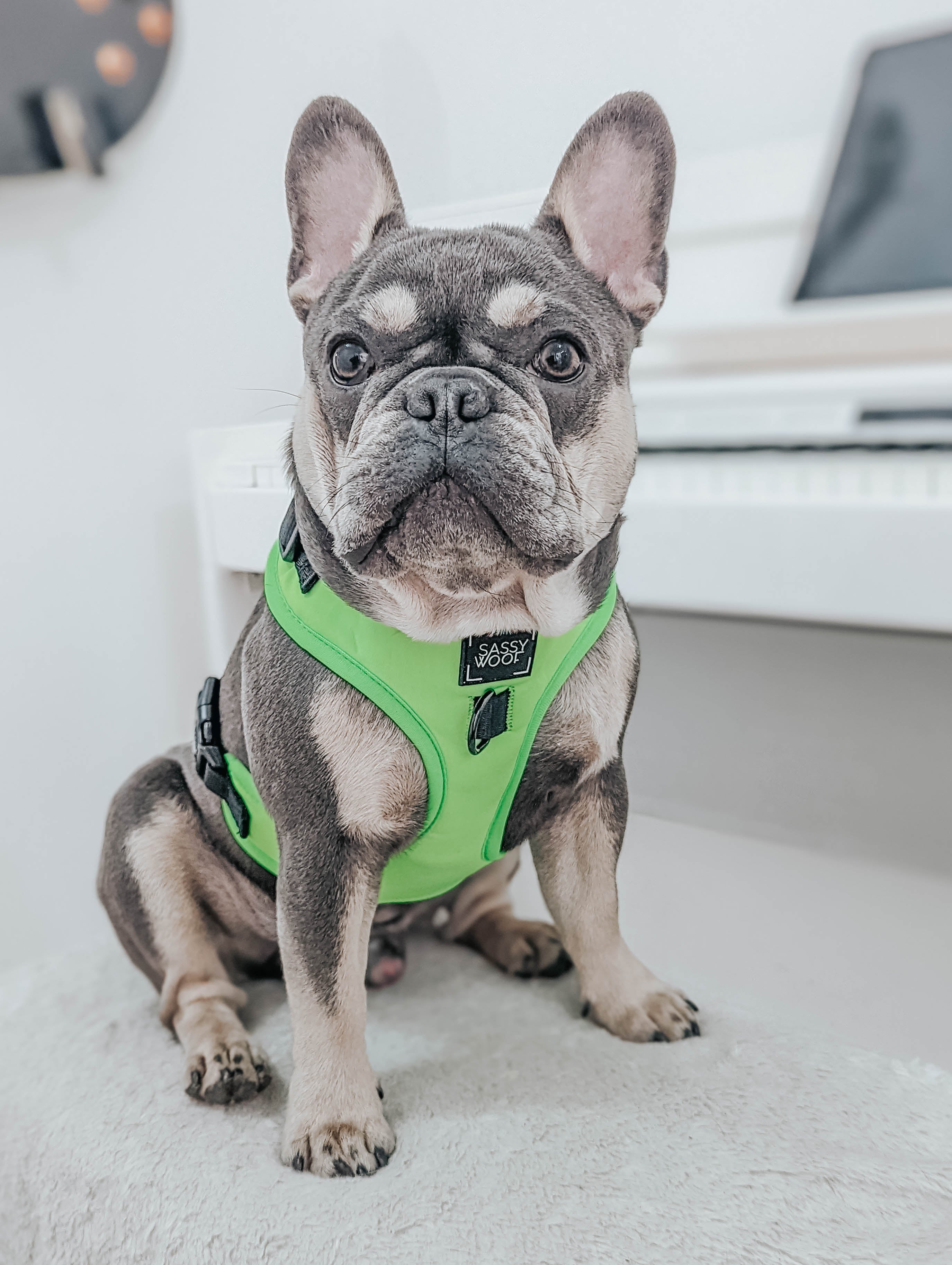 Dog Adjustable Harness - Neon Green