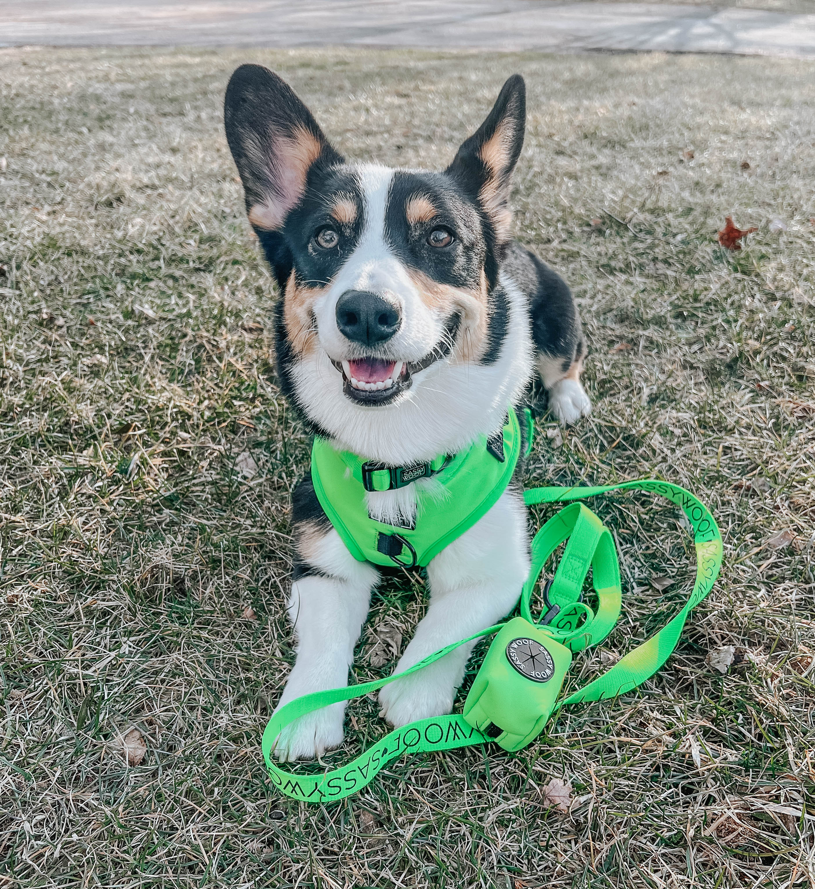 Dog Adjustable Harness - Neon Green