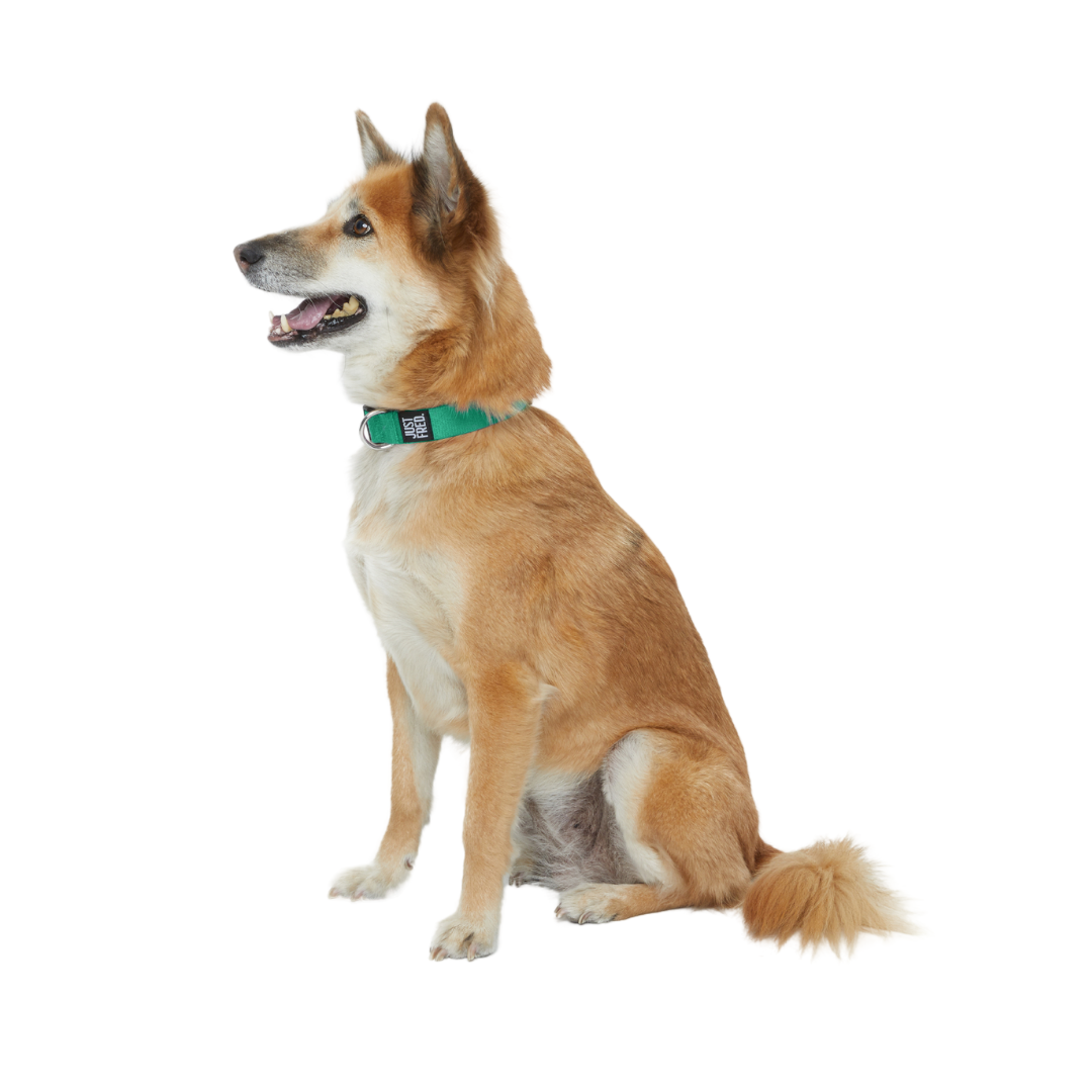 Dog Collar