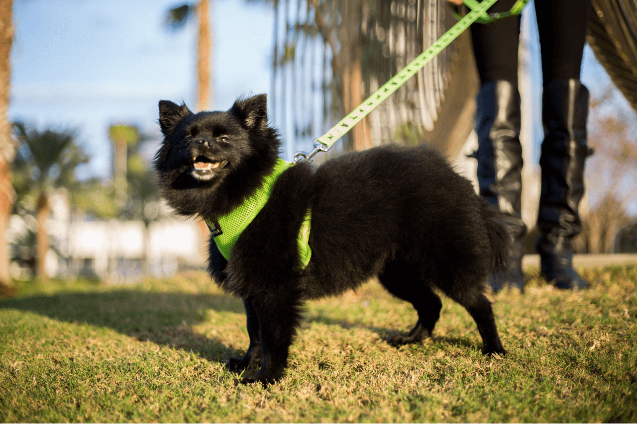 EcoBark Green Dog Leash- Padded Comfort Grip Leash - 4ft, 5ft, and 6ft Dog Leash for Small and Medium Dogs