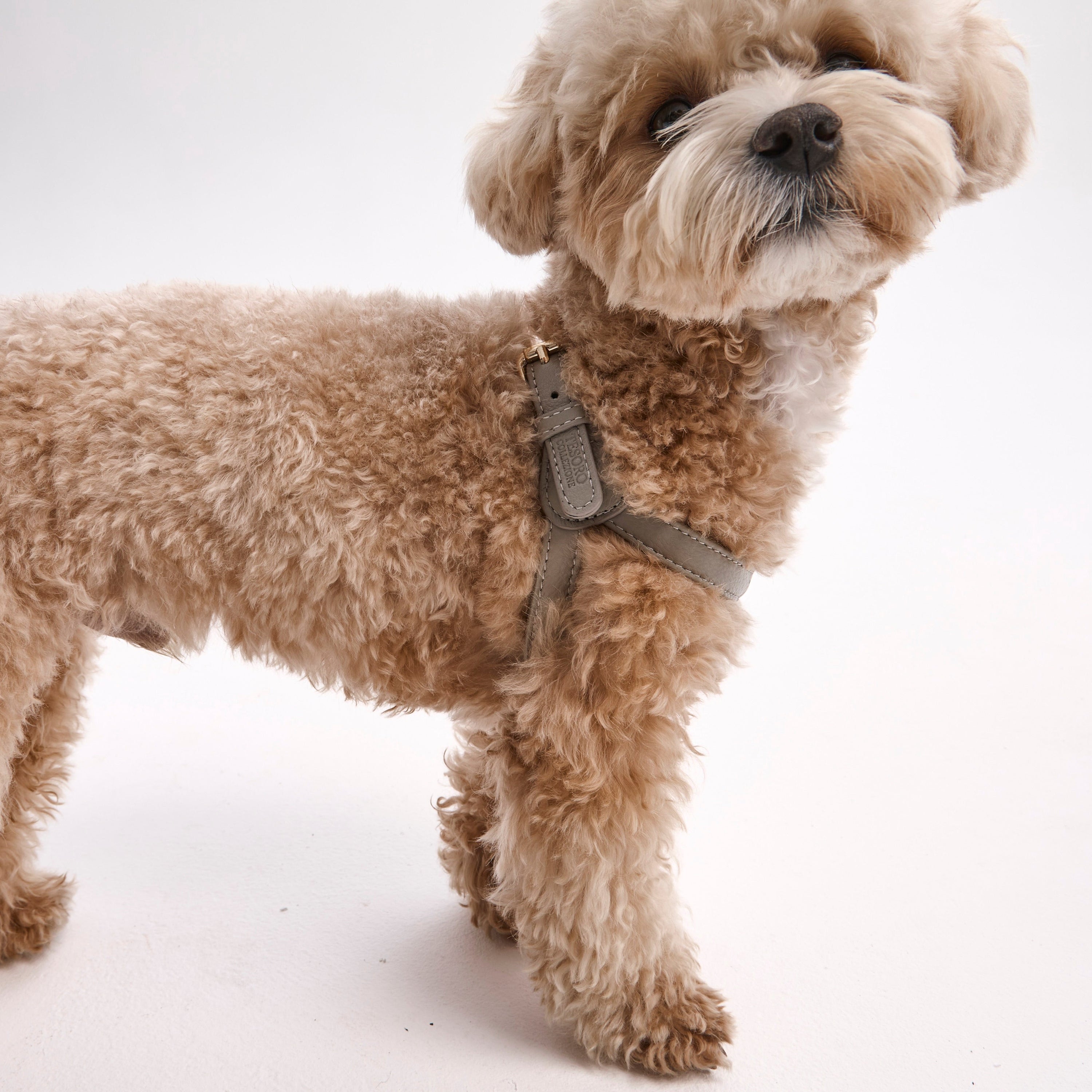 Dog Harness