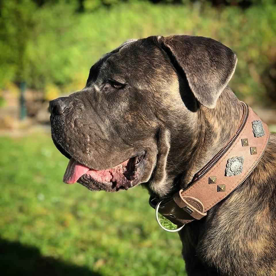 Bestia Aztec Grey Leather Dog Collar