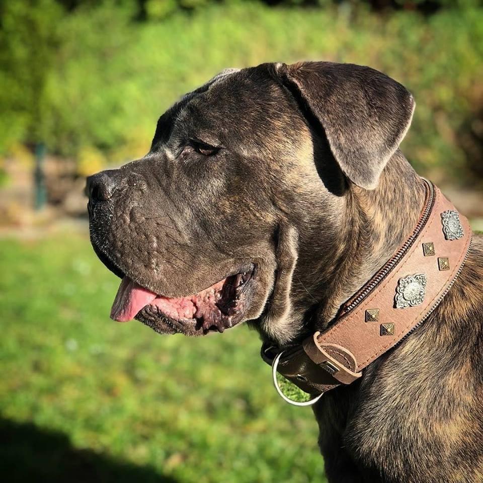 Bestia Dog Gear Genuine Leather Dog Collar - Grey 