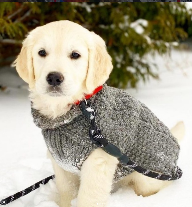 Chilly Dog Gray Cable Knit Wool Dog Sweater | HT Animal Supply