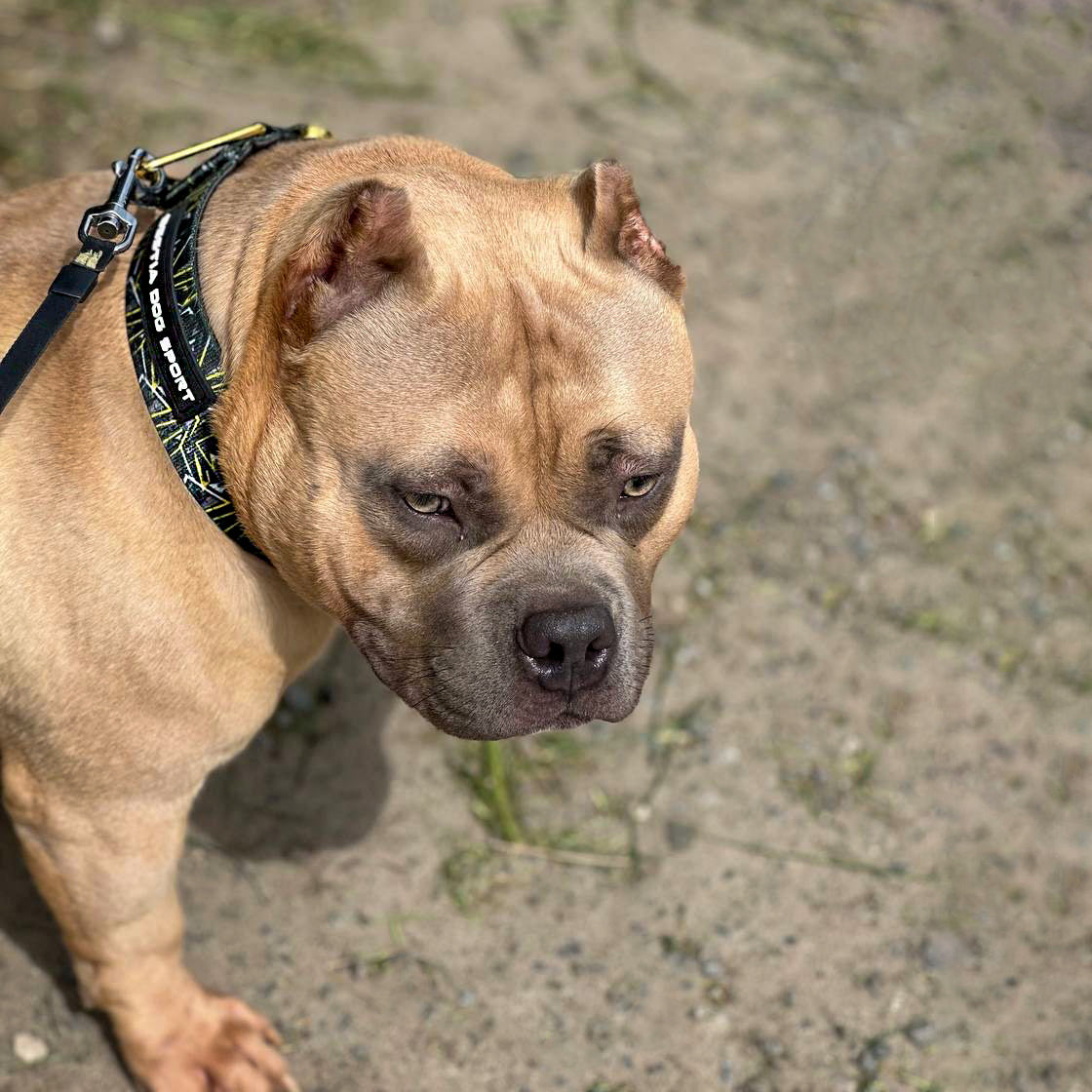 Bestia Dog Sport GripPro Print Collar - Gold