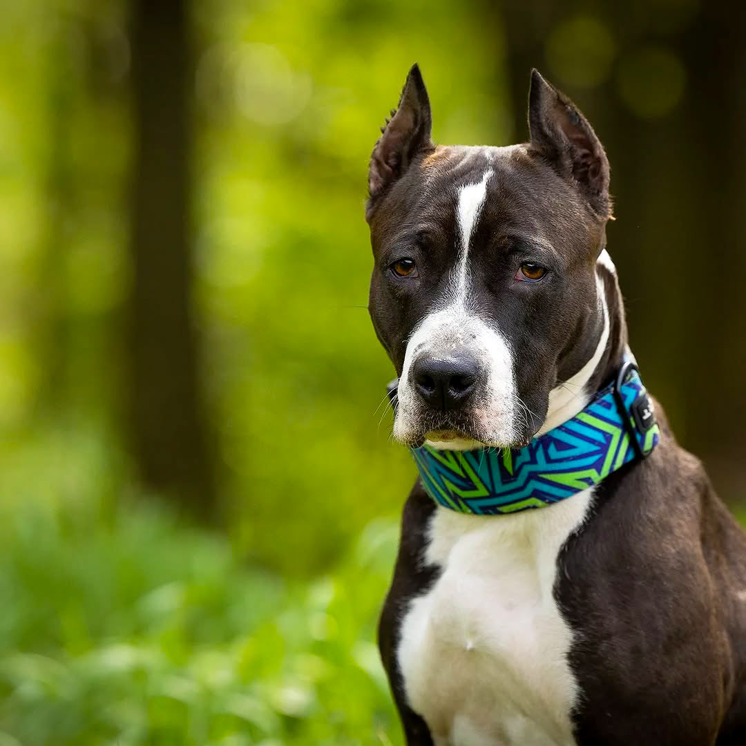 Bestia Dog Sport GripPro Print Collar - Blue&Green