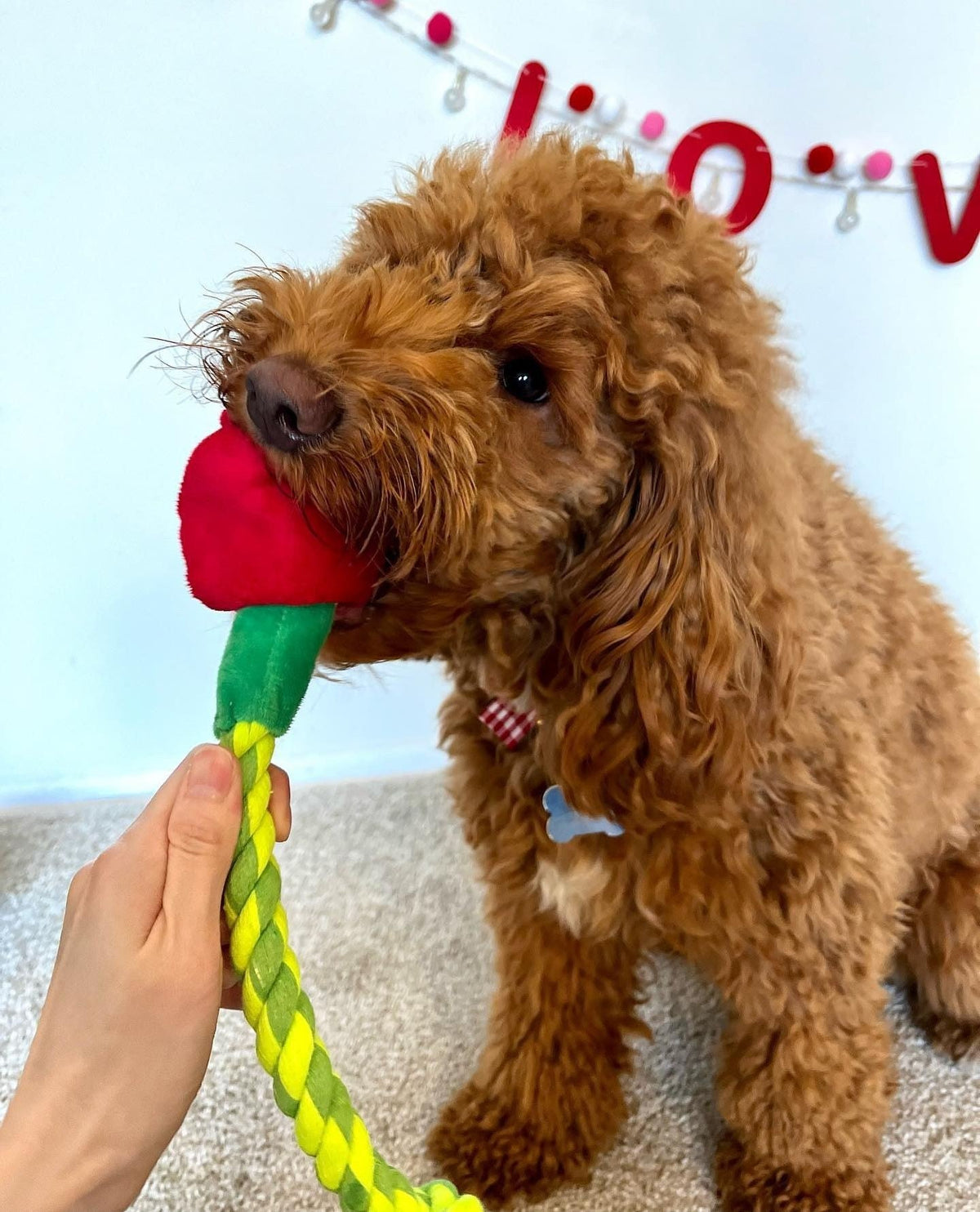 Pawty Rose Tug and Treat Snuffle Dog Toy