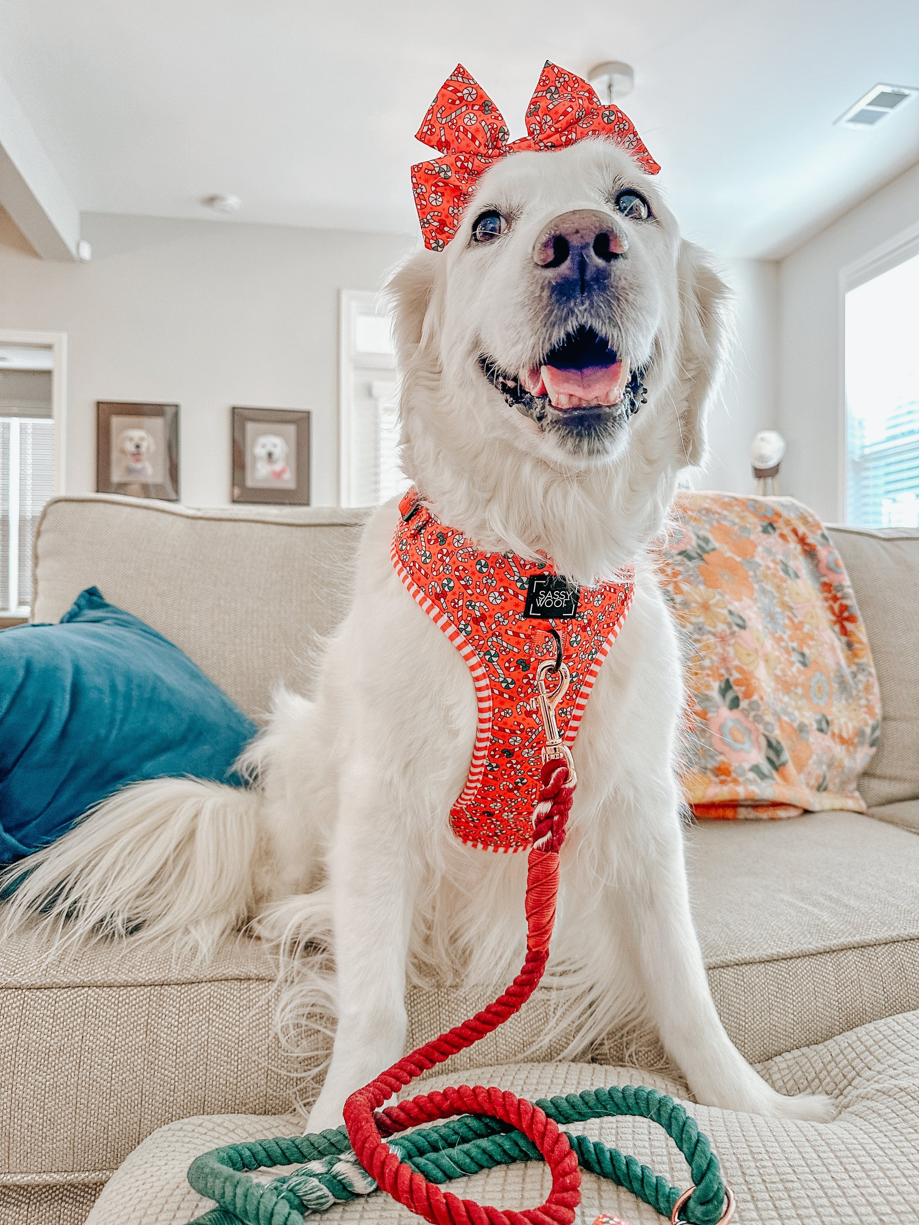 Dog Adjustable Harness - Puppermint Twist