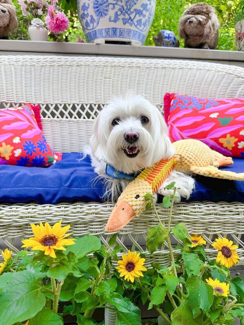 DUCK NECK INTERACTIVE DOG TOY