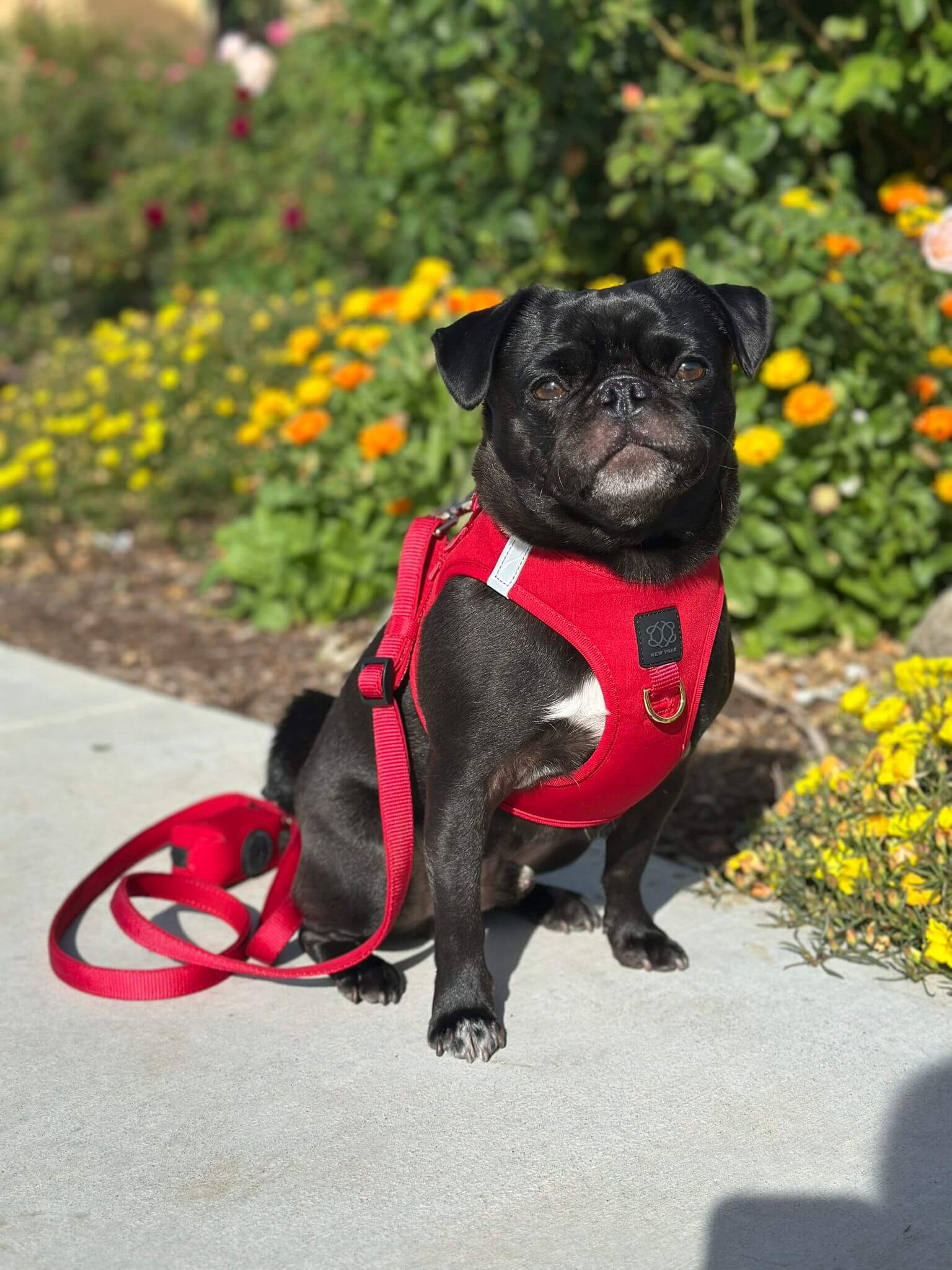 City Dog Leash - Iconic Red