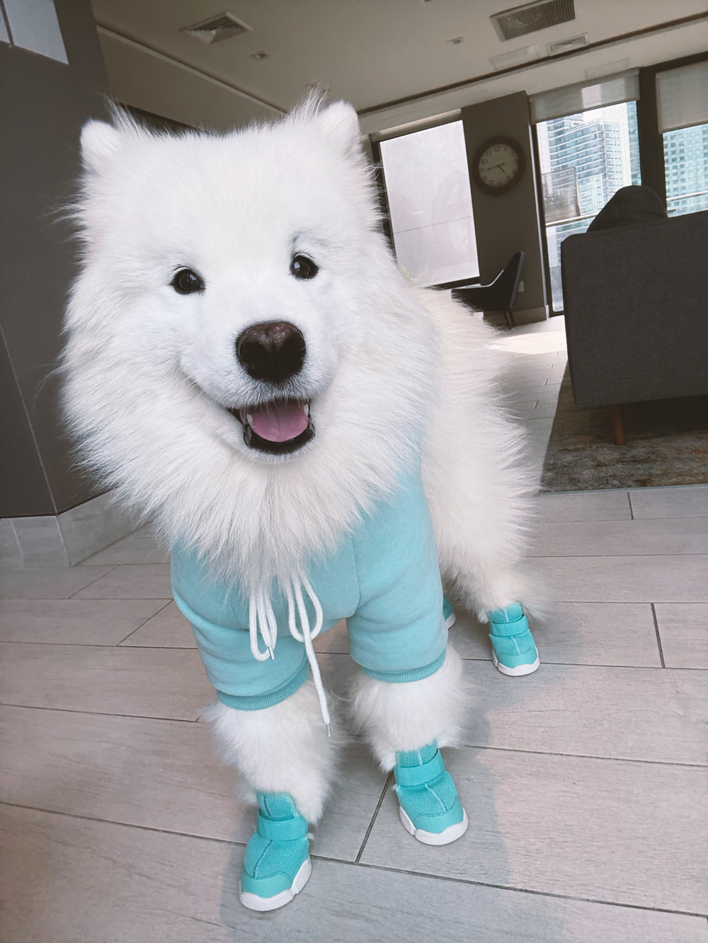 RIFRUF Caesar 1 Dog Sneakers Aqua
