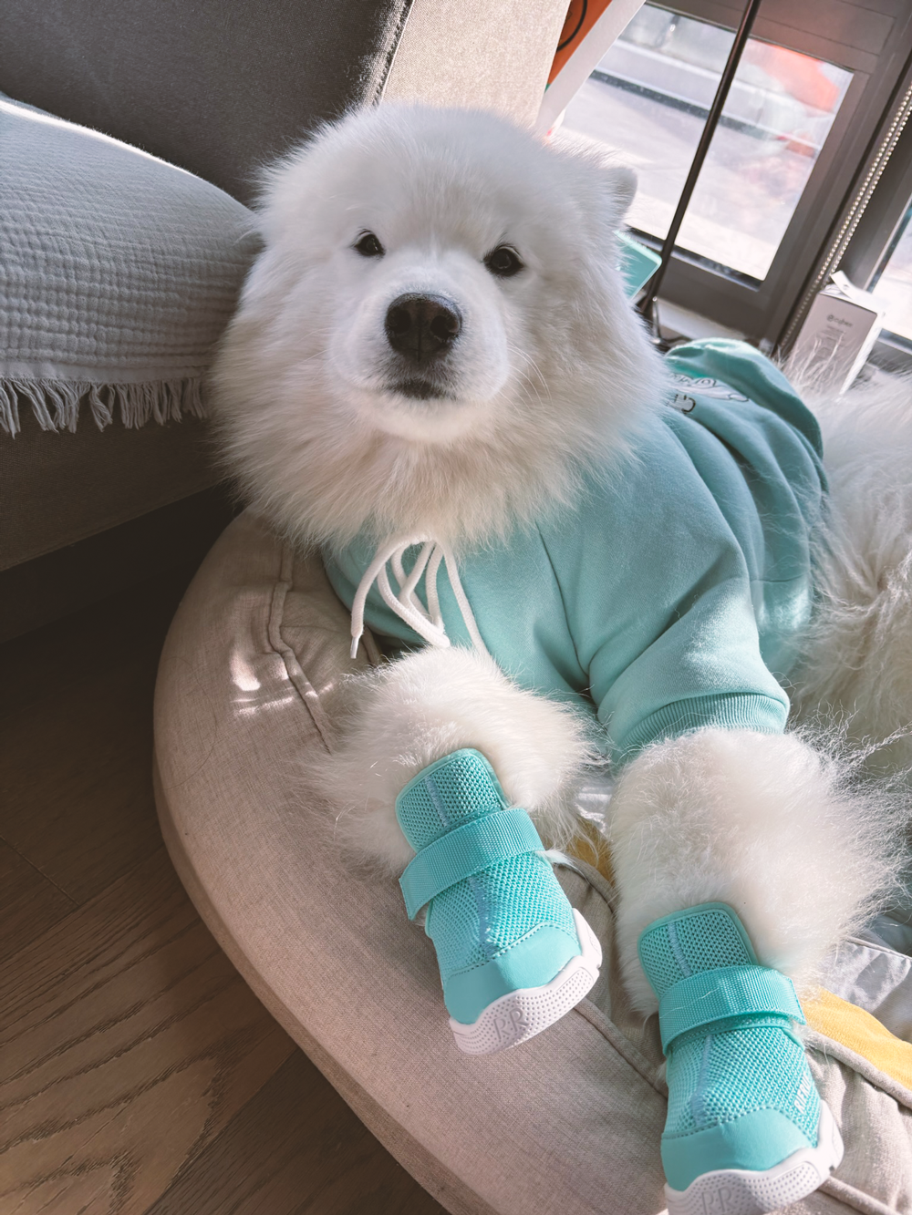 RIFRUF Caesar 1 Dog Sneakers Aqua