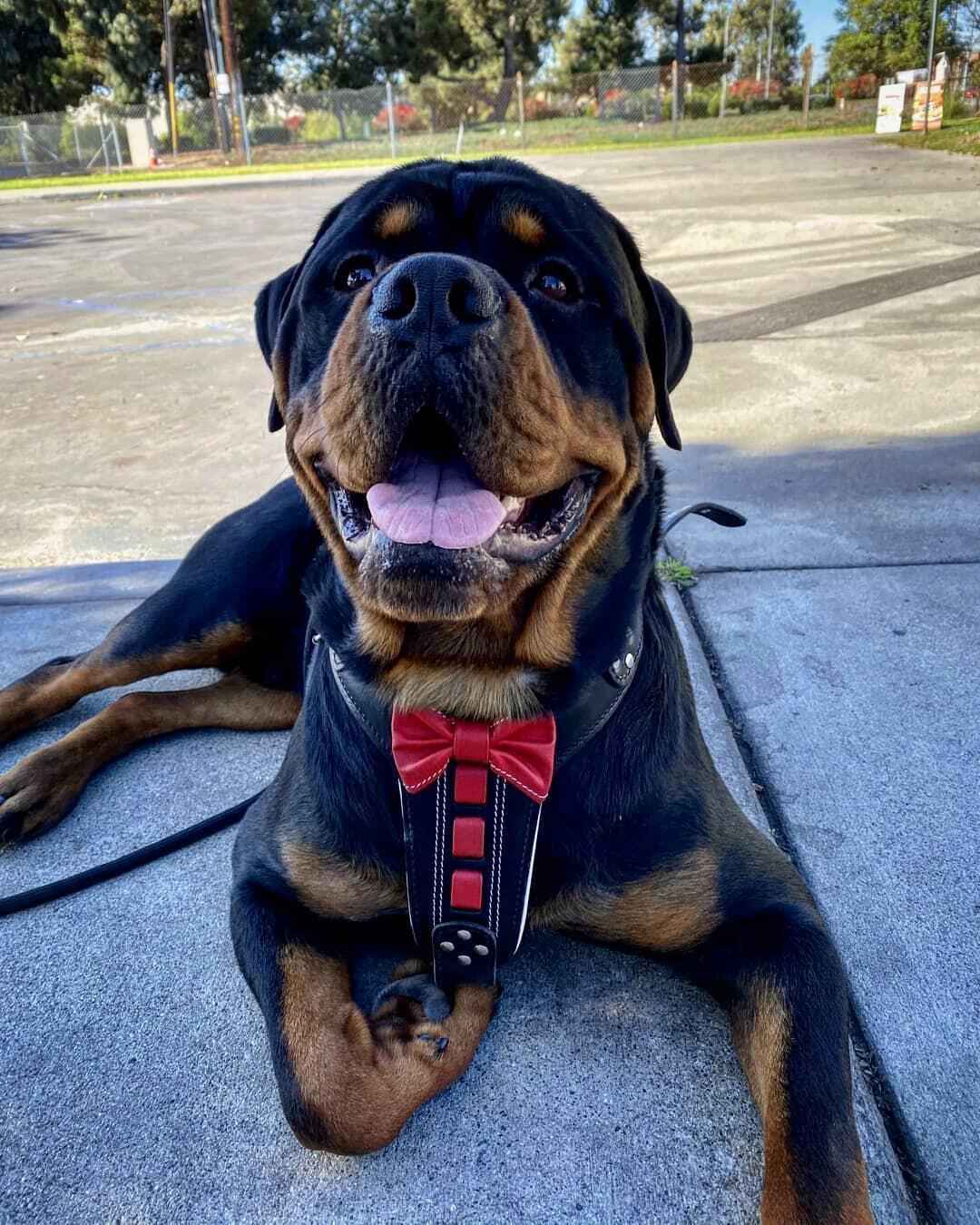 Bestia Bowtie Leather Dog Harness