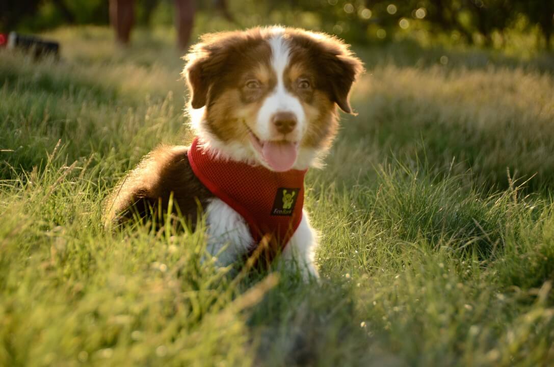 EcoBark – Cherry Red Max Comfort Dog Harness