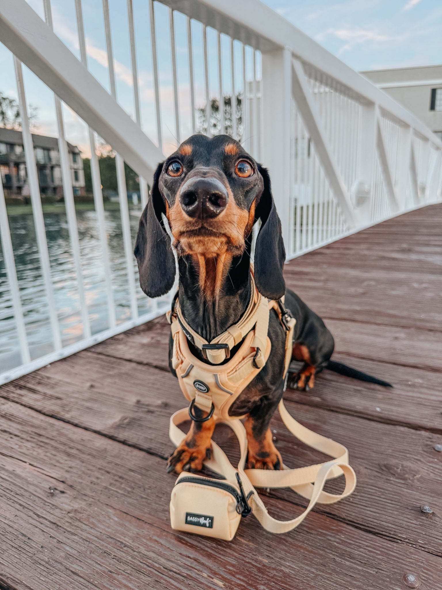 Dog Step-in Harness - Daffodil