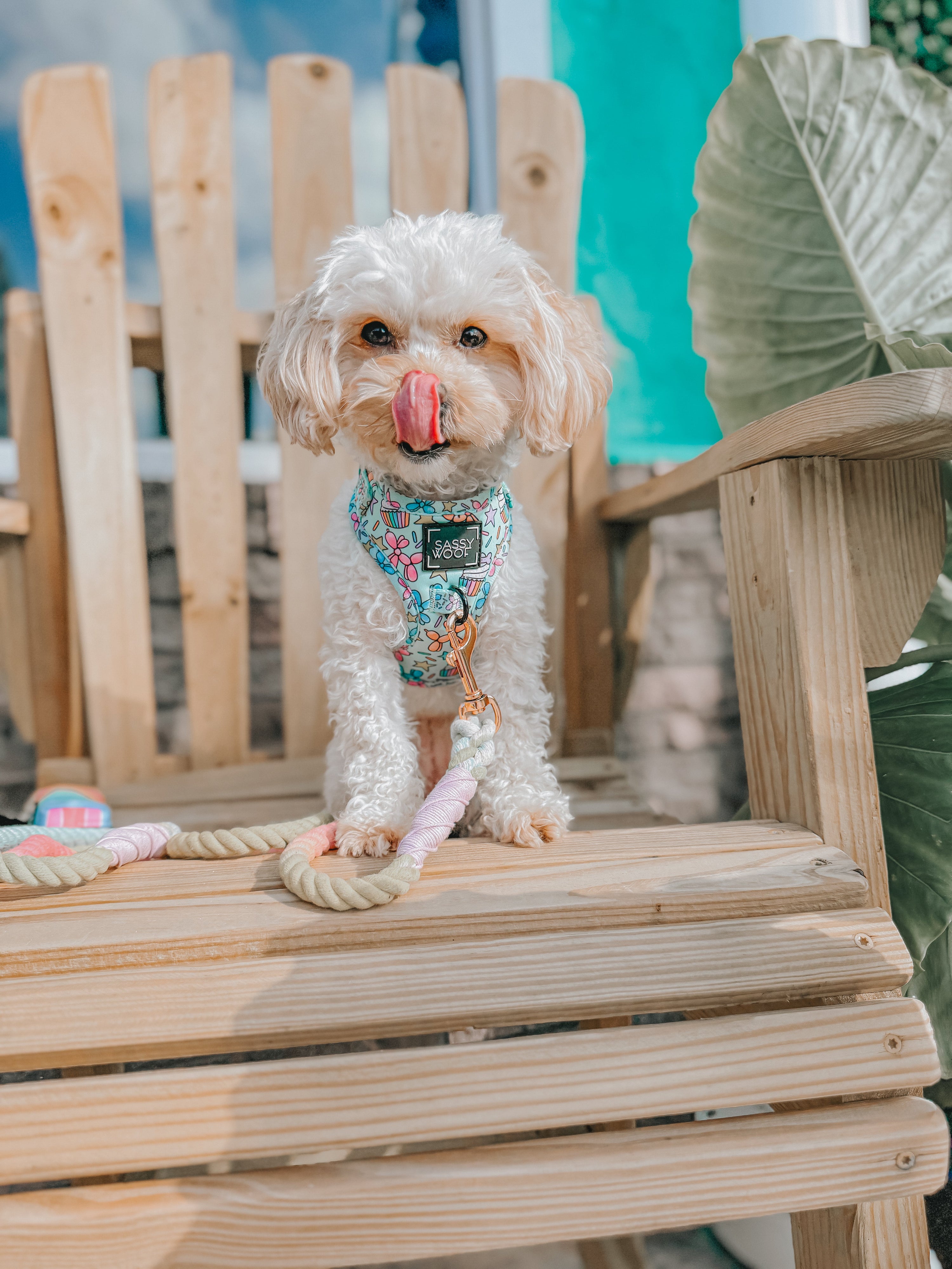 Dog Rope Leash - Sherbet
