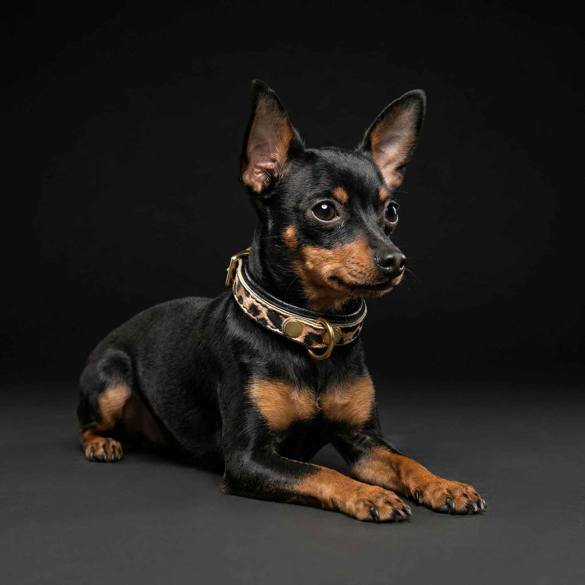 Bestia Leopard Leather Puppy Collar