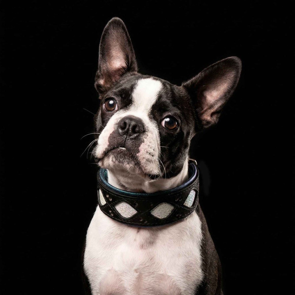 Bestia Avatar Leather Dog Collar