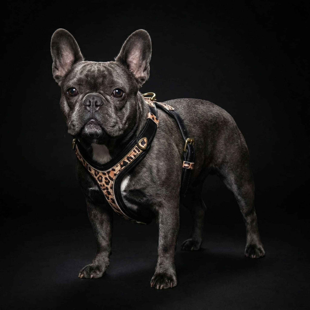 Bestia Leopard Leather Small to Medium Dog Harness