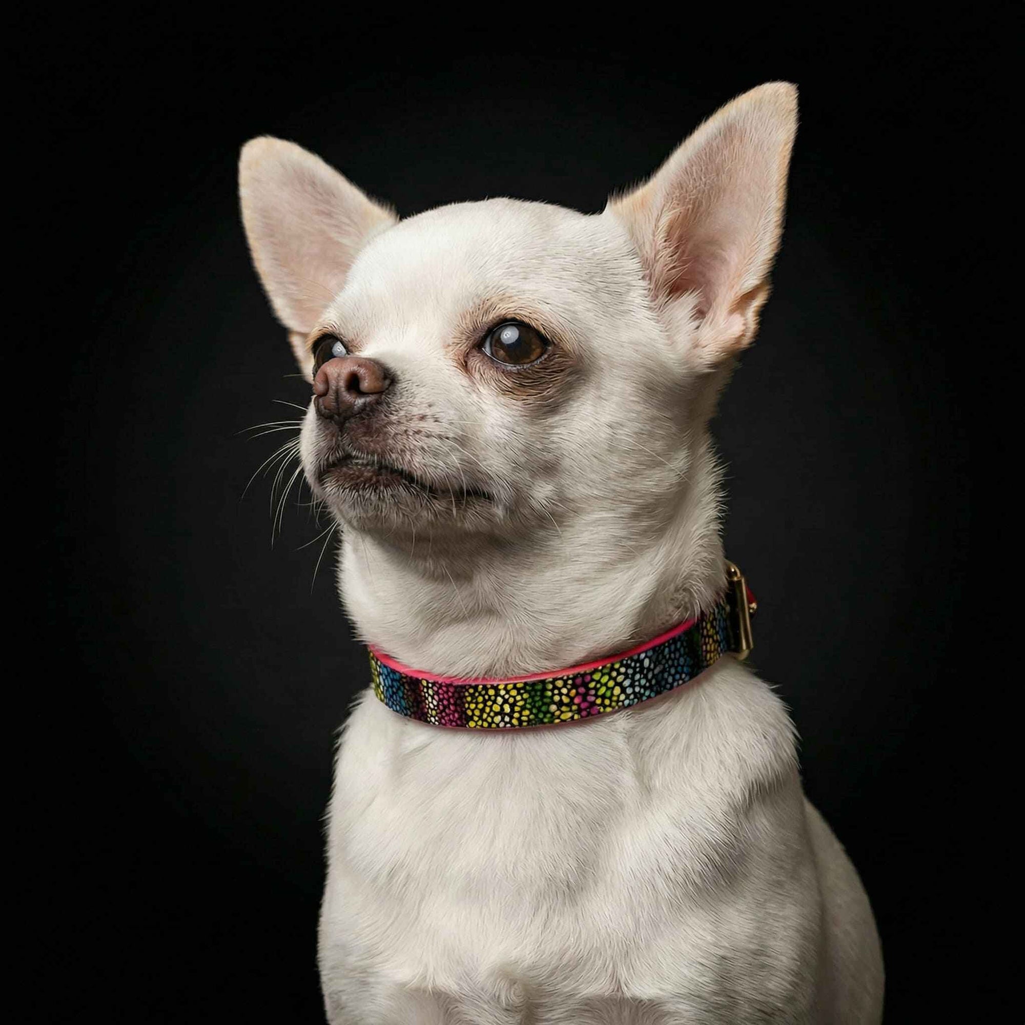 Bestia Moby Leather Puppy Collar