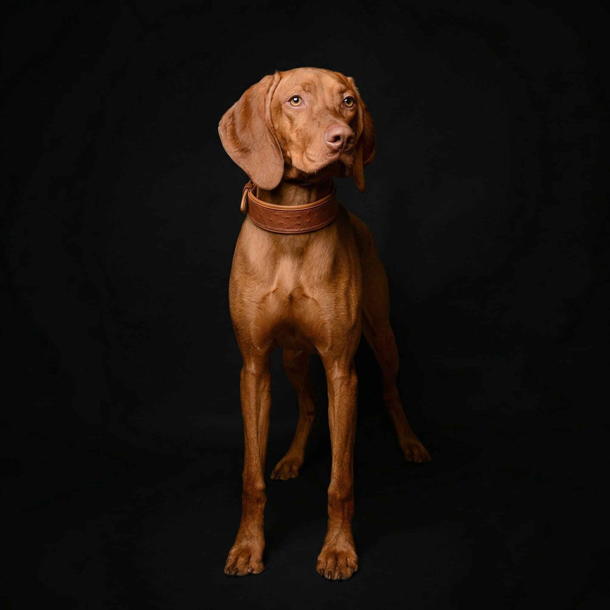 Bestia Ostrich Limited Edition Leather Dog Collar