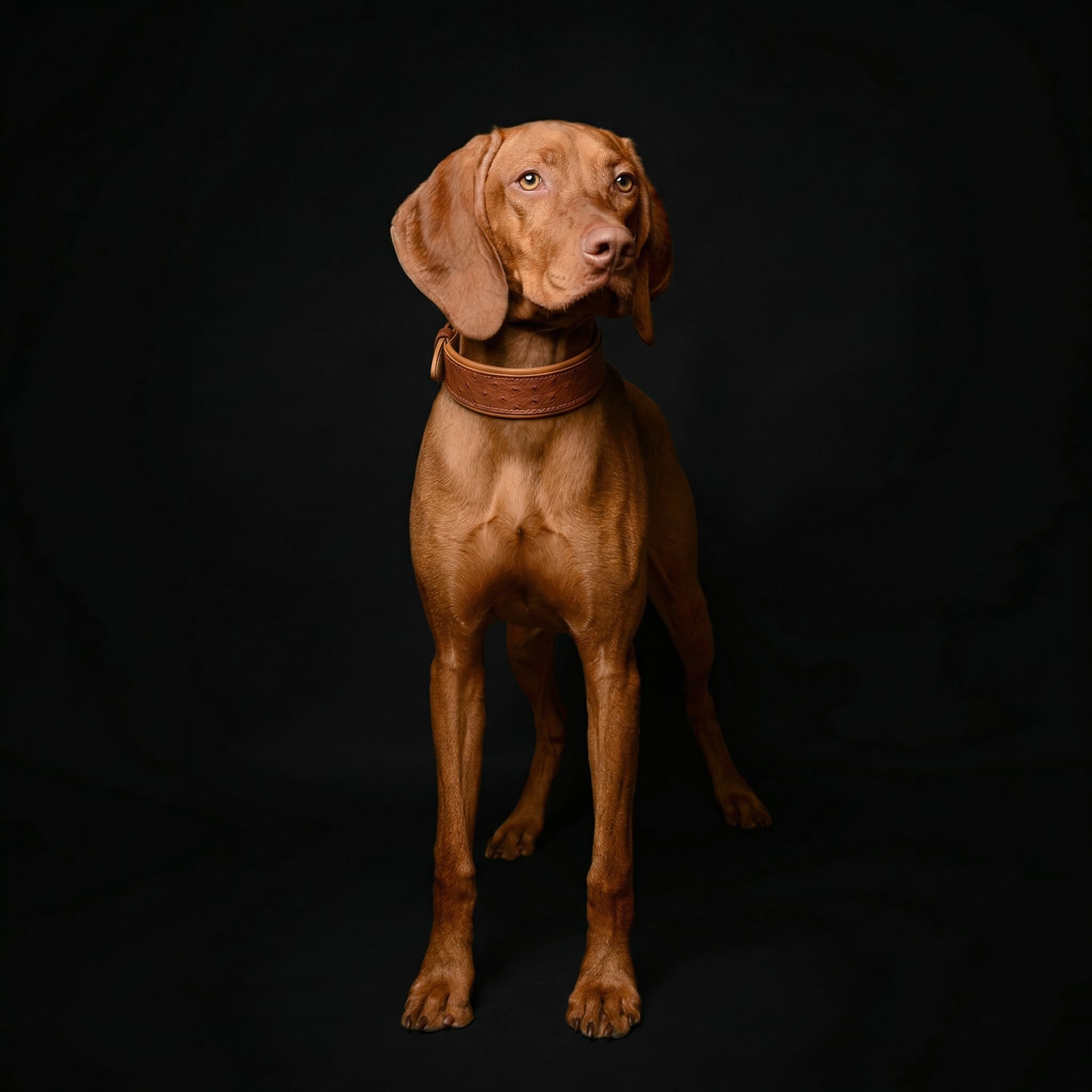 Bestia Dog Gear Genuine Leather Dog Collar 